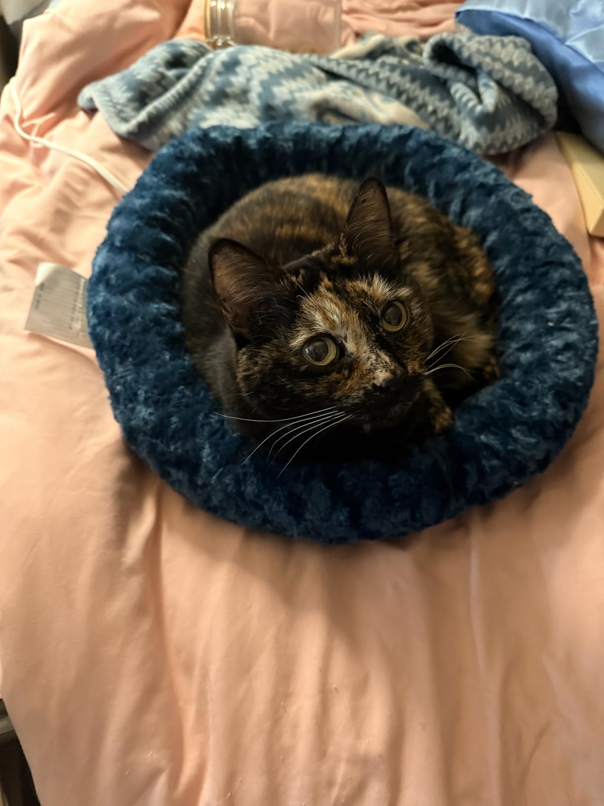 K&H Heated Cat Bed, Thermo-Kitty Fashion Splash Indoor, Safety Listed, Removable Waterproof Cat Heating Pad, Orthopedic Foam Heated Dog Bed for Cats & Dogs, Small 18in Round, 4 Watts, Blue customer photo 1