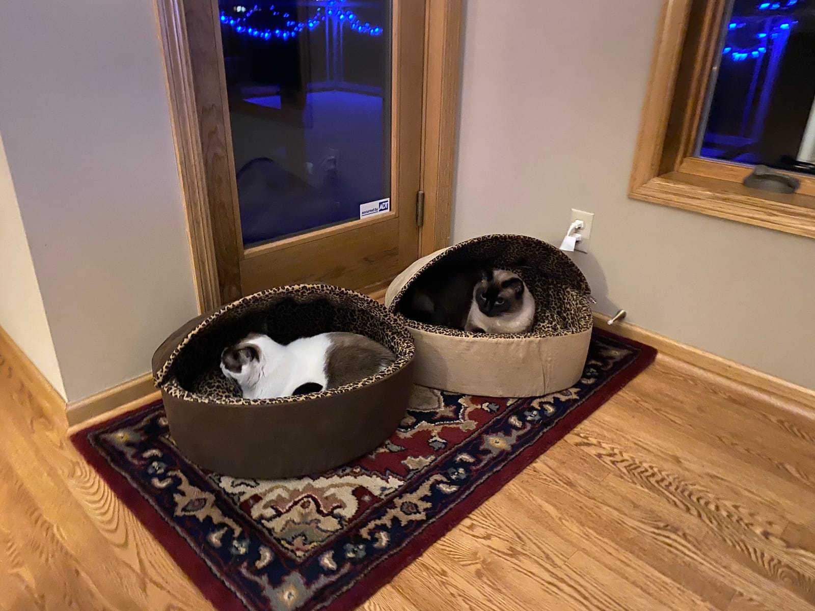 K&H Heated Cat Bed, Thermo-Kitty Bed Deluxe, Indoor, Safety Listed, 16in, Removable Waterproof Cat Heating Pad, Machine Washable Covered Cave Pet Tent for Smaller Kitties, Heated Dog Bed, Small, 4W customer photo 1
