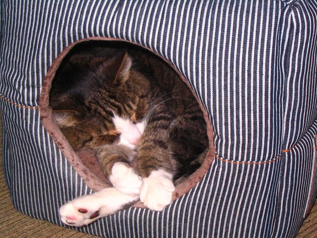 K&H Cat Window Perch, Unheated Kitty Sill, 24x14in, Fleece | Orthopedic Cat Window Hammock Bed Holds 40LBS, Washable Cover, Kitty Windowsill Bed Seat for Indoors, Cream Fleece customer photo 1