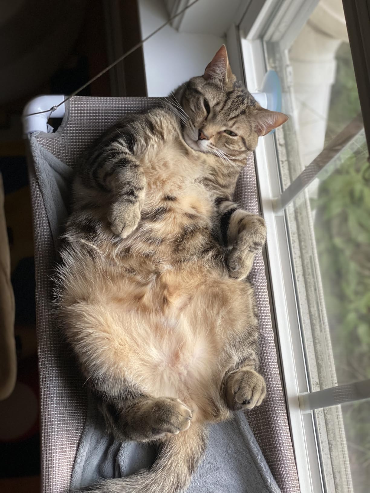 PEFUNY Cat Window Hammock - Mess-Free Waterproof Cats Window Perch for Large Cats, Strong Suction Cup Hammock with Flannel Cover, Indoor Cat Seat, Beige customer photo 2