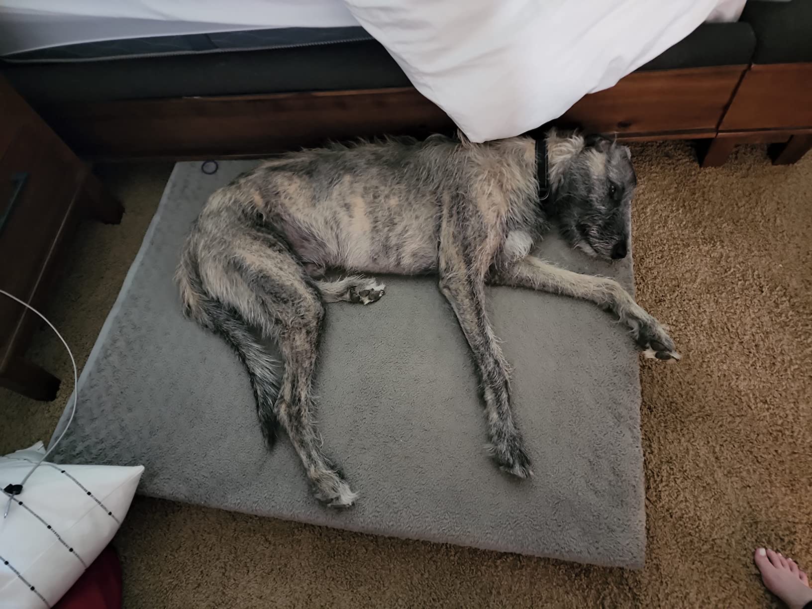 FurHaven Orthopedic Dog Bed for Large Dogs, Mattress Style Bed, Egg Crate with a solid Orthopedic Foam Base for Joint Support, Washable Cover, Jumbo Plus XXL, Plush Faux Fur & Suede, Gray customer photo 2
