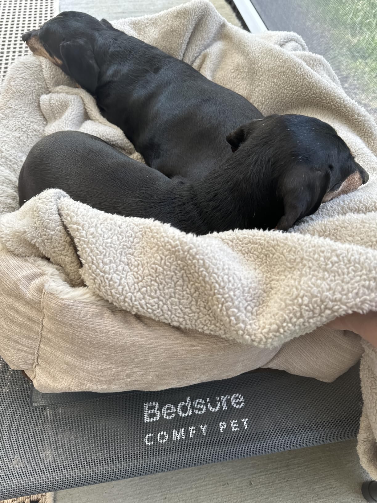 Bedsure Outdoor Elevated Cooling Dog Bed Large Sized Dog, 49in Grey - Portable Raised Camping Pet Cot Hammock, Breathable Teslin Mesh, Weather Resistant, For Large Pets Up to 85 lbs, Easy to Assemble customer photo 2