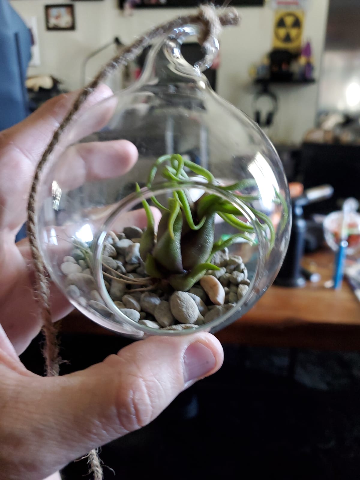 Mkono 3 Pack Air Plant Holder, Glass Hanging Planter Terrarium Globe Hanger for Indoor Live Fern Succulent, Unique Display Jar, Home Office Christmas Holiday Decor, Plant Lover Gift customer photo 1