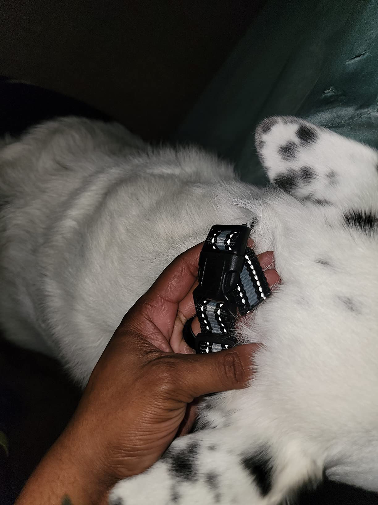 Bark Collar No Bark Collar Rechargeable Anti bark Collar with Adjustable Sensitivity and Intensity Beep Vibration and No Harm Shock Bark Collar for Small Medium Large Dogs customer photo 2