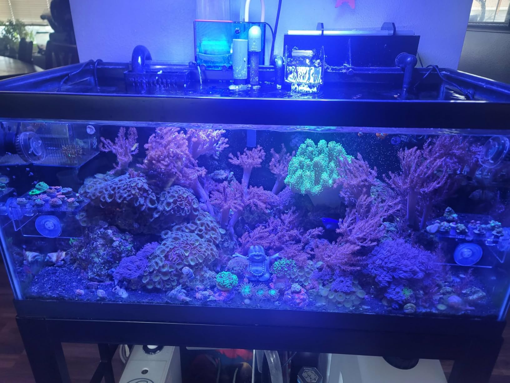VIPARSPECTRA 165W LED Aquarium Light Dimmable Full Spectrum LED Reef Lights | LED Lamps for Coral Saltwater Fish Tank, Remote/Timer Control, Programmable Auto On/Off, Dual Channel Brightness 0-100% customer photo 1