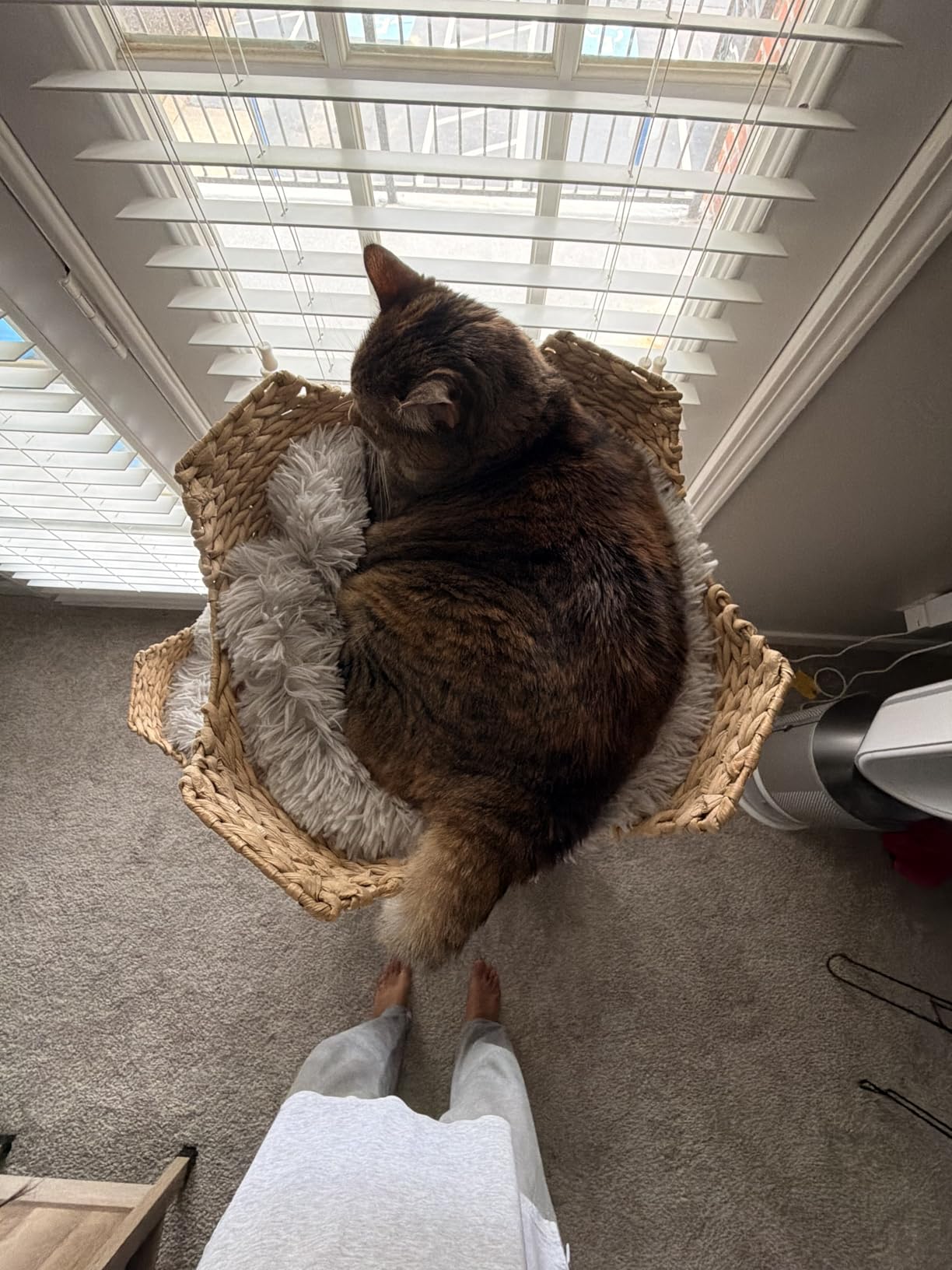 Mau - Modern Cat Tree Tower, Real Branch Wood Condo for Large Cats | Replaceable Parts, Scratching Post, Holds Big Cats up to 23 lb, Luxury Aesthetic Indoor Cat Furniture customer photo 1