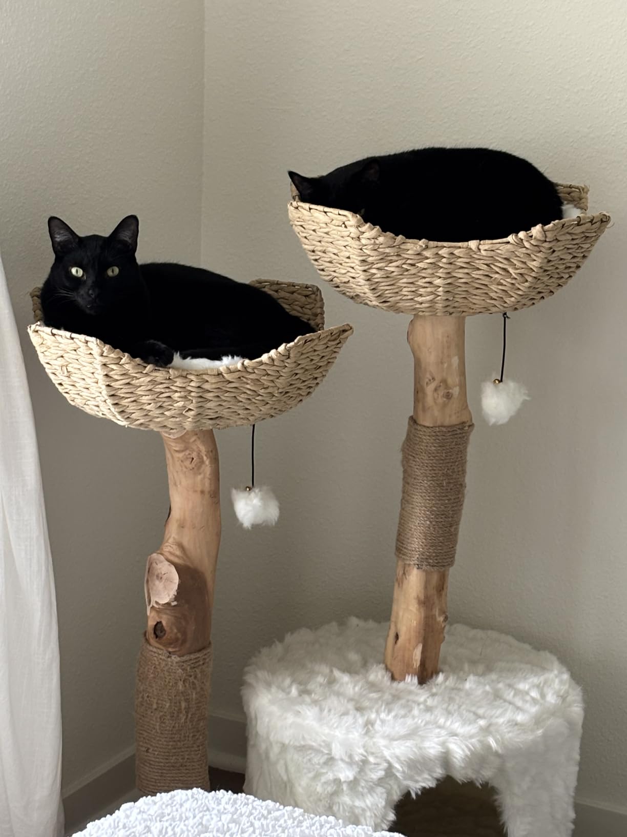 Mau - Modern Cat Tree Tower, Real Branch Wood Condo for Large Cats | Replaceable Parts, Scratching Post, Holds Big Cats up to 23 lb, Luxury Aesthetic Indoor Cat Furniture customer photo 2