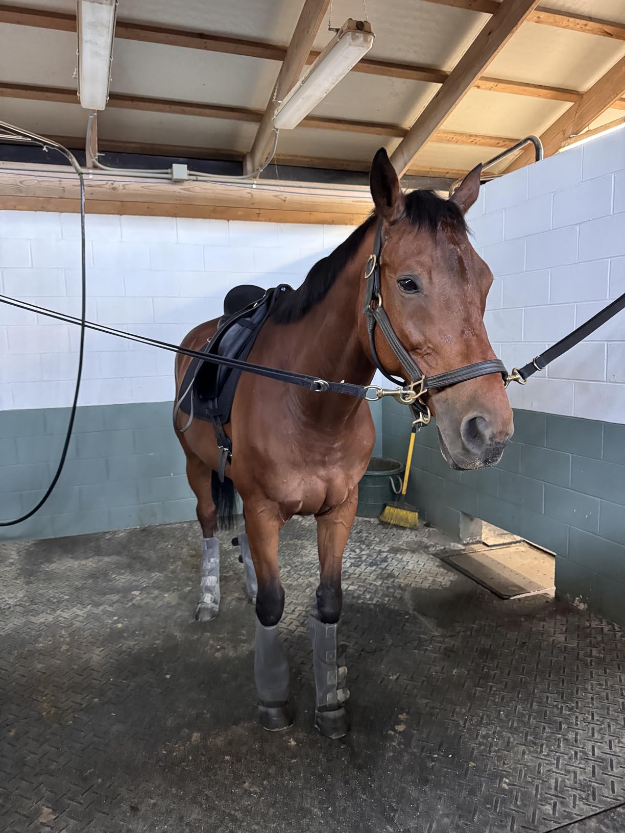 Wintec 500 HART Dressage Saddle customer photo 2