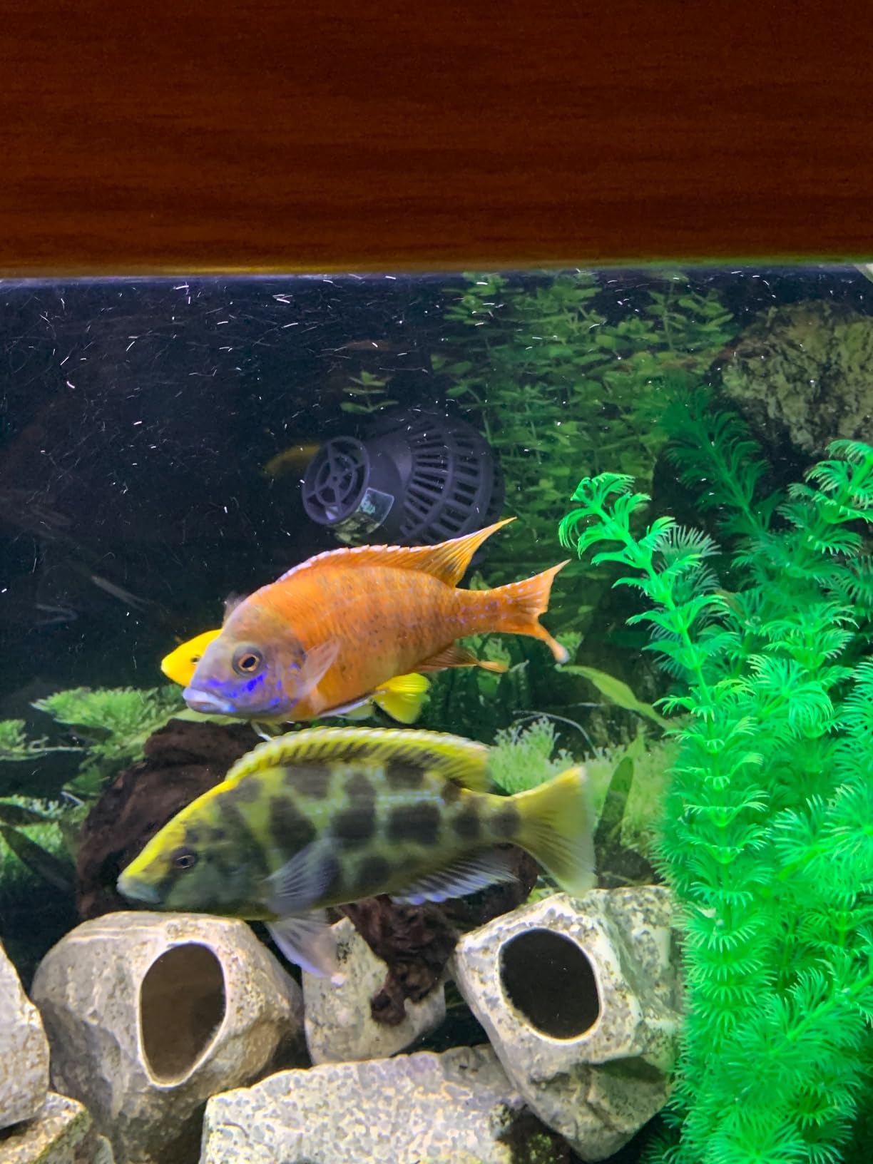 FREESEA Magnetic Wave Maker for Aquarium: 1s Mounts on 15mm Glass Secure | 6W 1050GPH 180°Adjustable Powerful Head Help Eliminate Dead Spots - Improve Water Quality for 40-100 Gallon Fish Tank customer photo 1
