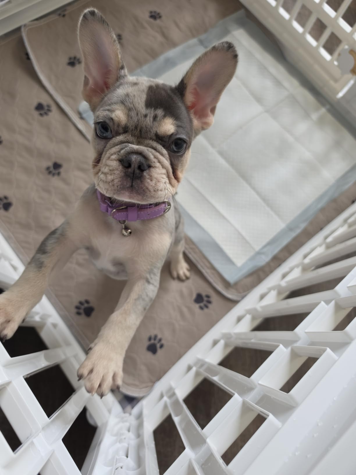 IRIS USA 8-Panel Dog Playpen, Pet Enclosure, White, Pet Containment, Custom Pen Configuration, Multi-Shape Setup, Flexible Boundary, Stable Non-Tip Base, Tool-Free Assembly customer photo 1