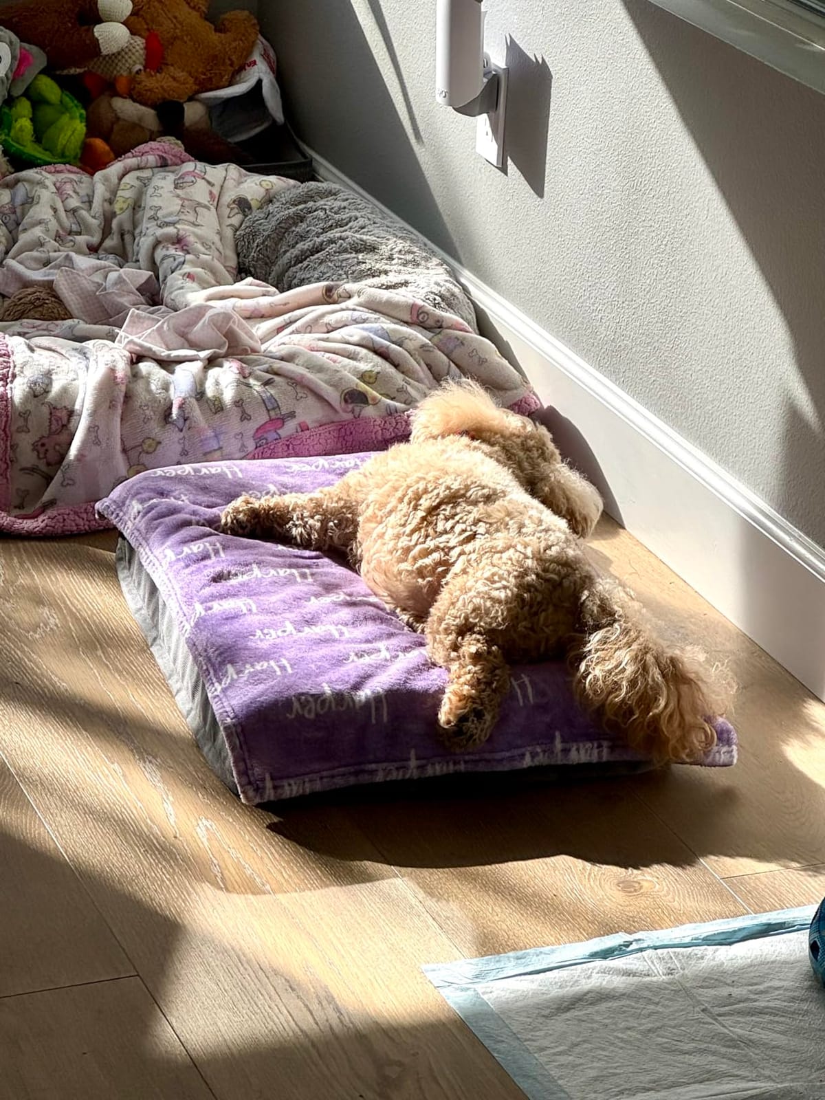 Bedsure Washable Dog Beds Large Sized Dog with Comfy Sherpa, 36x27in Grey | Orthopedic Egg Crate Foam, Comfort Support Flat Rectangle Pet Mat, Non-Slip Bottom, Removable Cover, For Large Breed Up to 55 lbs customer photo 1