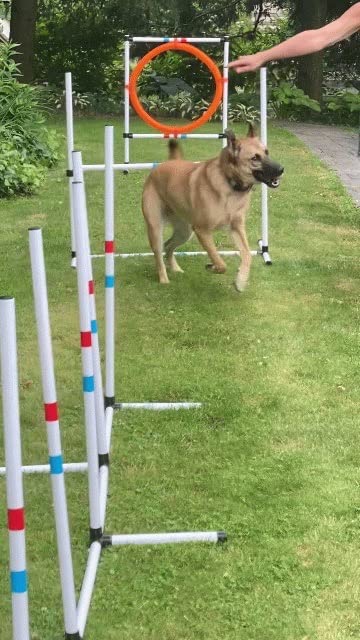 Midlee Dog Agility Beginner Set - Hoop Jump, Weave Poles, and Bar Jump customer photo 1