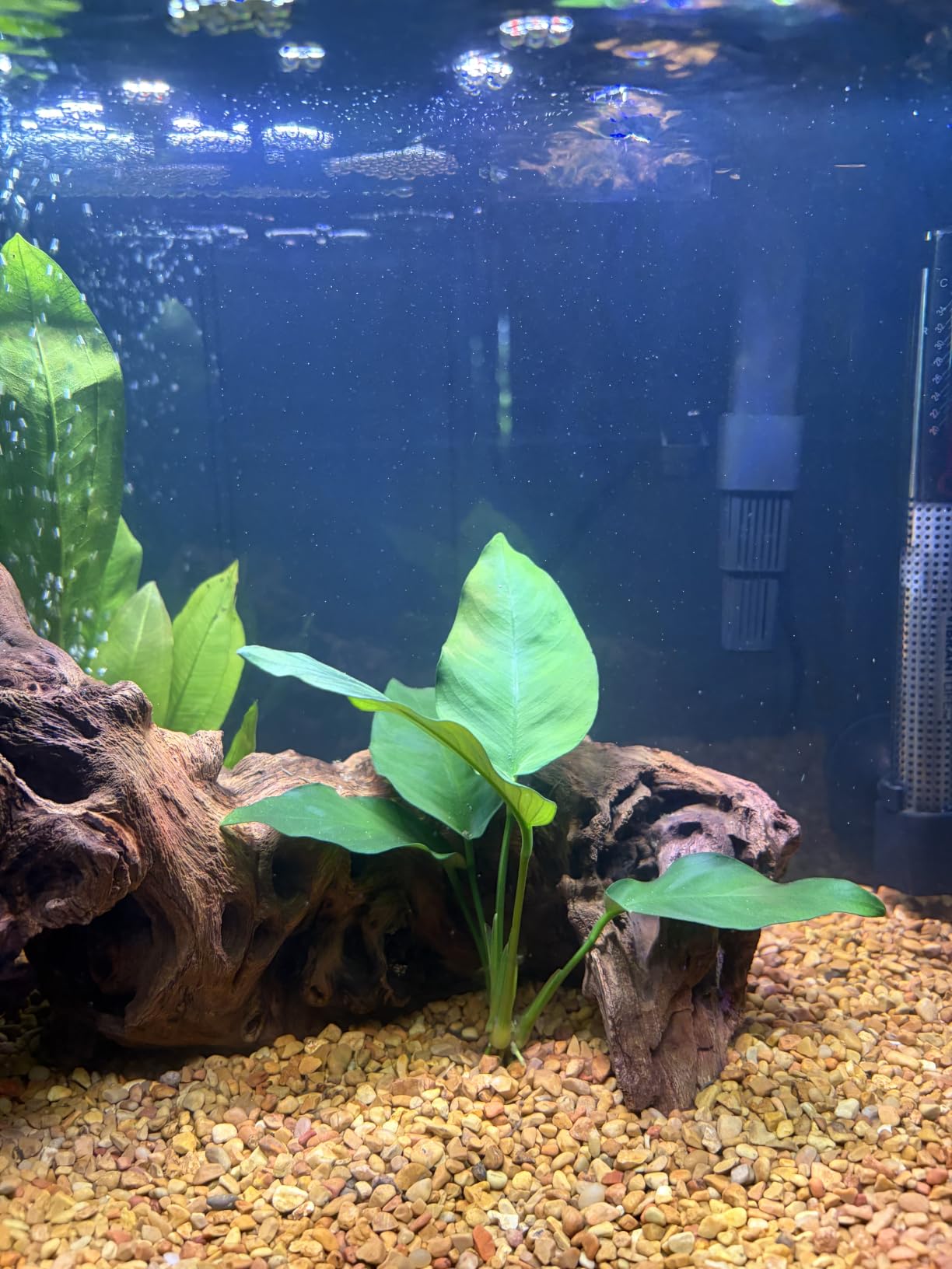 Marineland Bio-Wheel Penguin 450 GPH Power Aquarium Filter for Aquariums Up to 90 Gallons customer photo 2