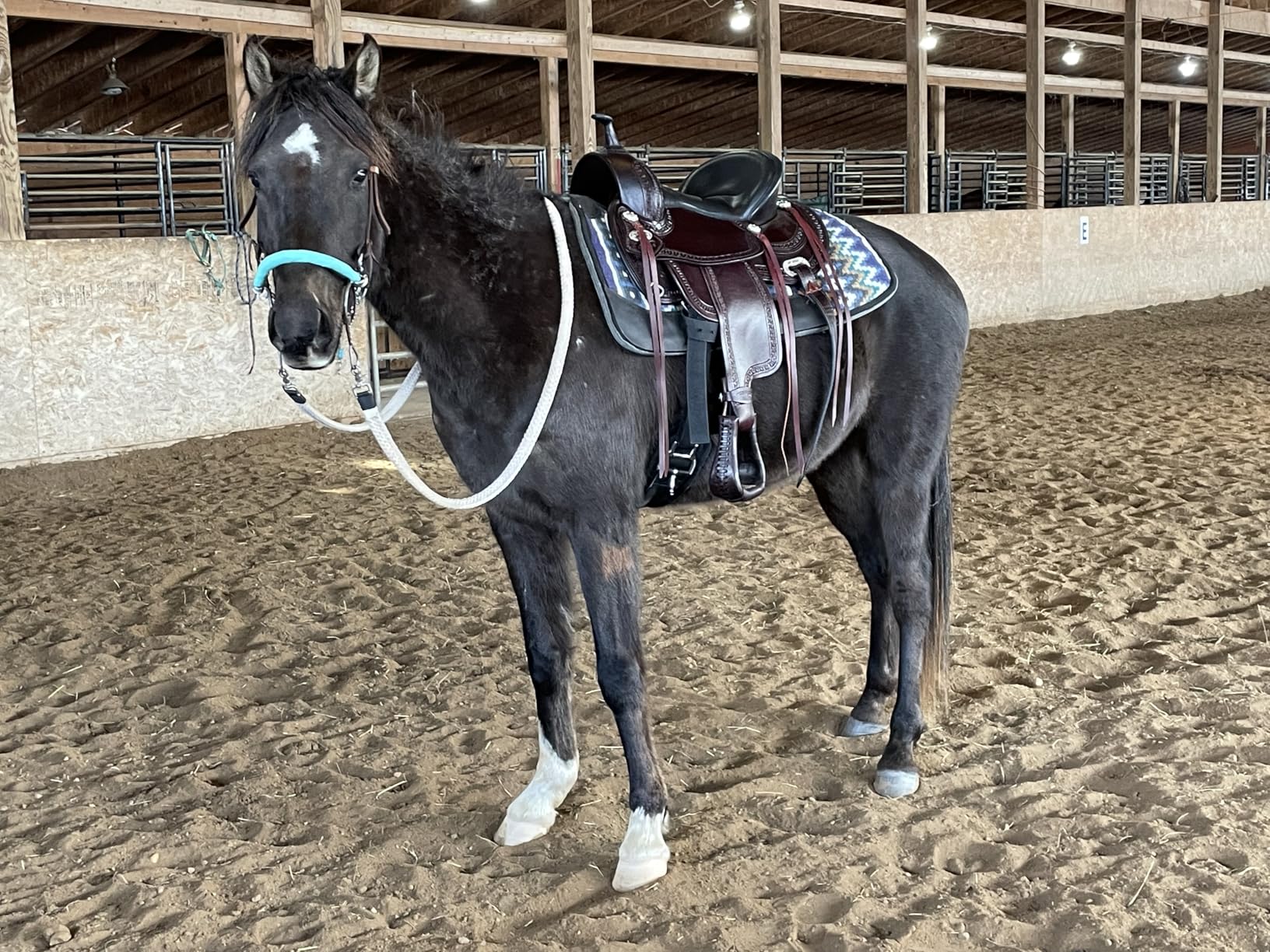 HILASON Western Horse Saddle American Leather Flex Tree Trail & Pleasure Chocolate Brown customer photo 2