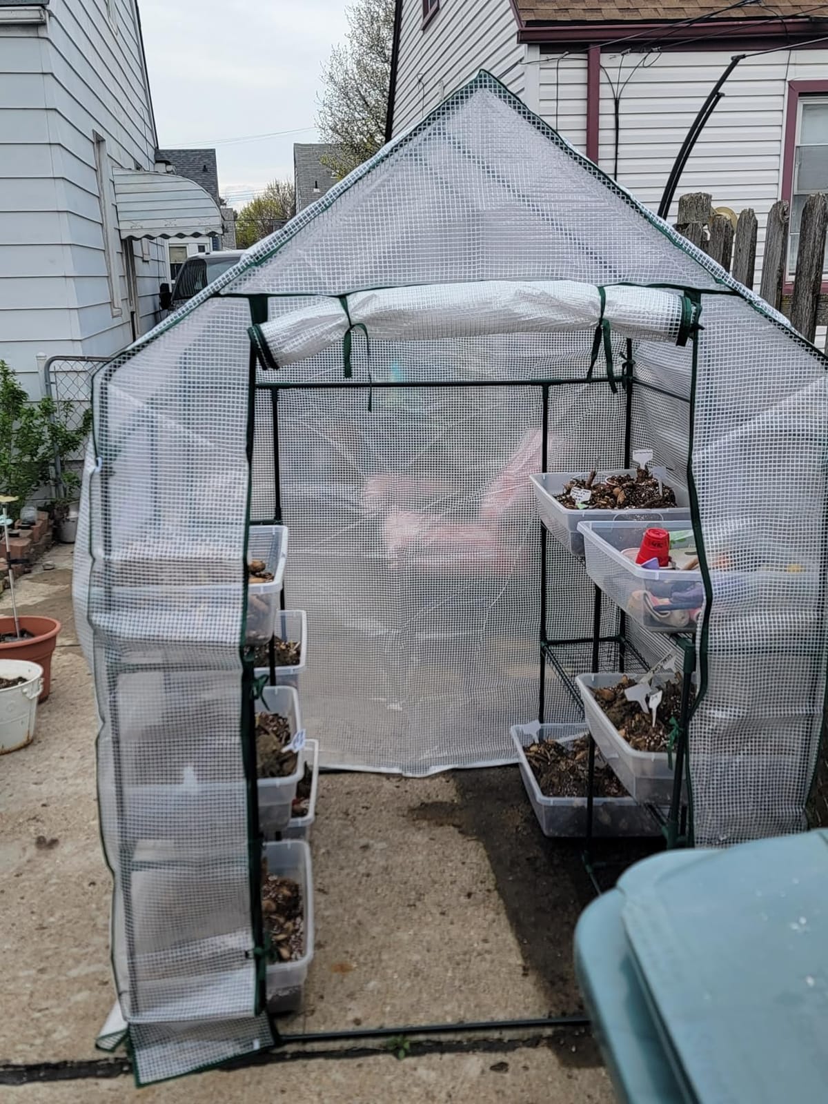 Portable Walk-in Greenhouse for Outdoors, 56x30x76 Plant House with Shelves | Green PE Cover, Roll-Up Door, 3-Tier Shelves, Steel Frame, Stakes and Ropes for Seed Starting, Flowers and Outdoor Gardening customer photo 1