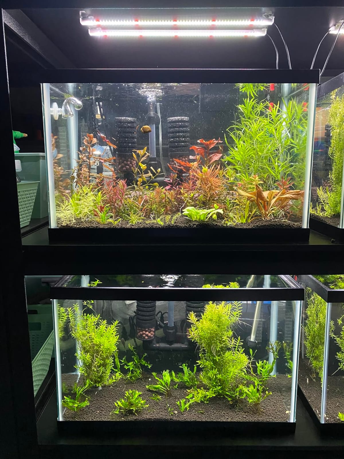 FZONE Pro Series Aquarium Dual Stage CO2 Regulator Adjustable Output Pressure with DC Solenoid and Integrated High Precision Needle Valve and Bubble Counter customer photo 1