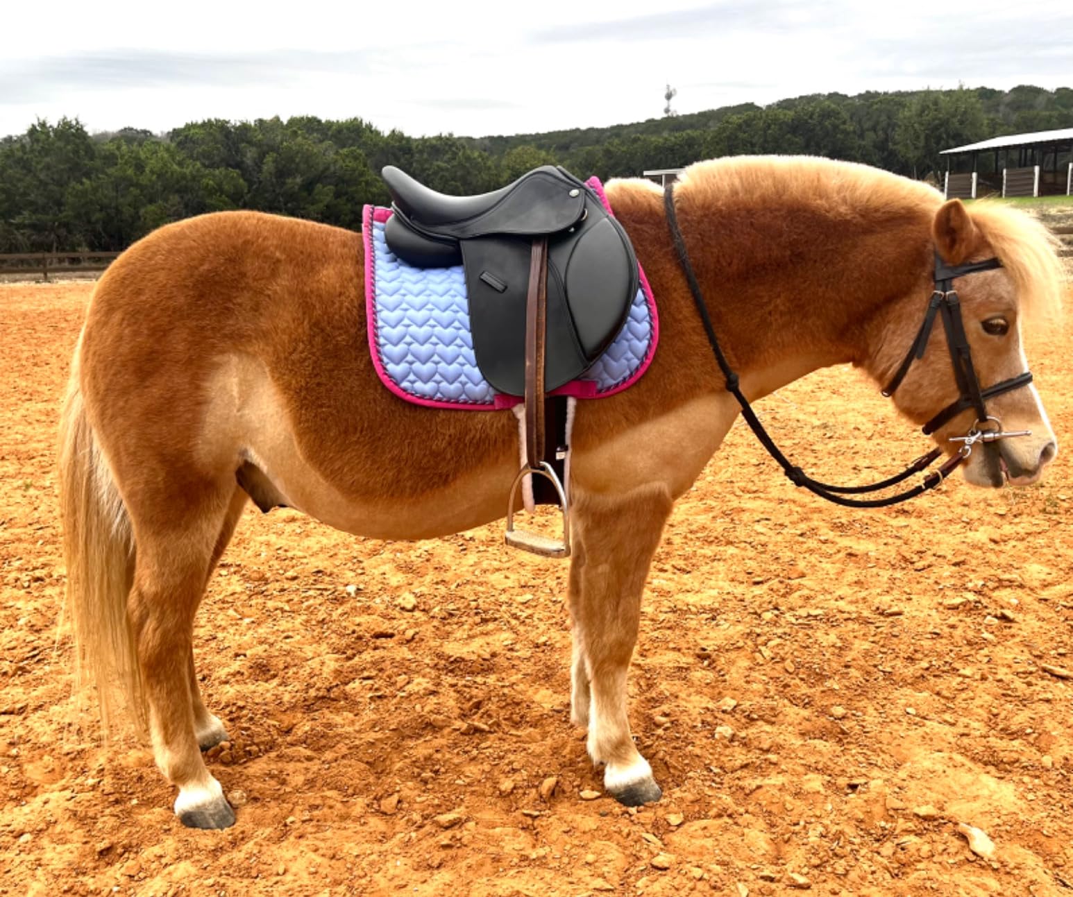 Henri de Rivel Vegan-X All Purpose Pony IGP Saddle customer photo 1