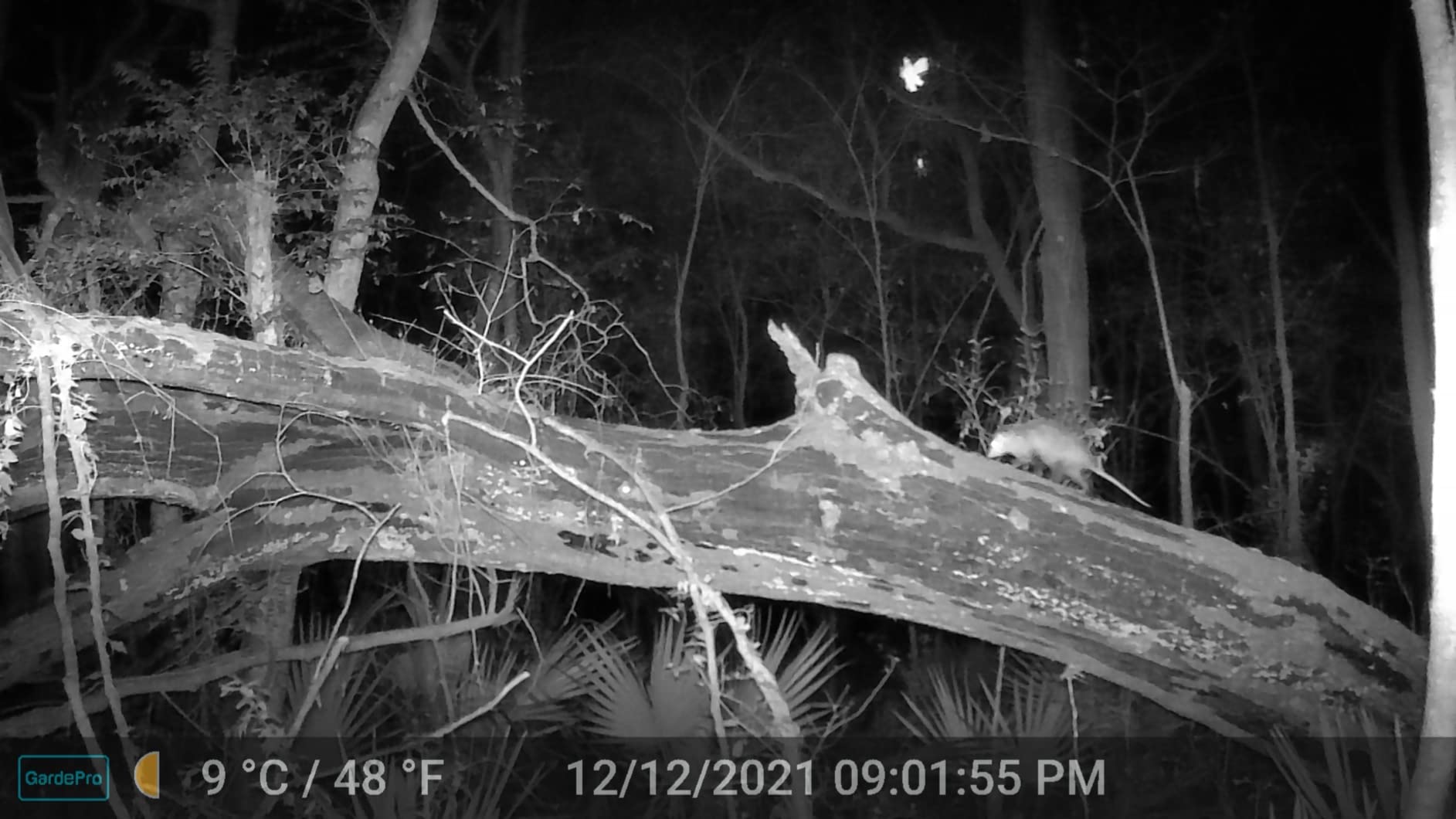 GardePro A3S Trail Camera, 64MP Photo, 1296P HD Video with Sound | 0.1s Trigger, 100ft No-Glow Night Vision, Motion Activated, Non-Cellular, Non-WiFi customer photo 1