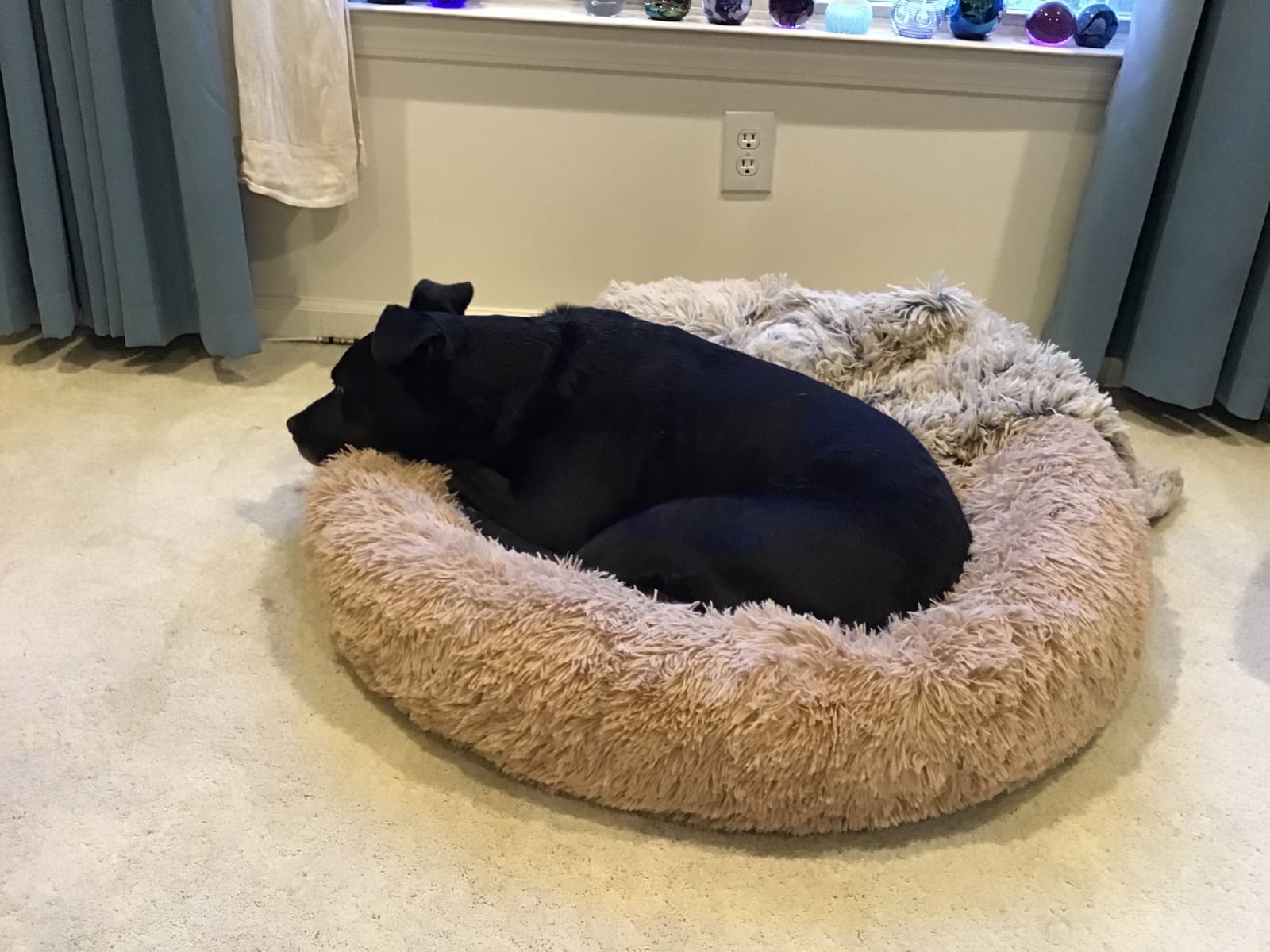 Barkbox Dog Bed, 2-in-1 Memory Foam Donut Cuddler Dog and Cat Bed, Calming Orthopedic Joint Relief Fur Crate Lounger for Pets, Machine Washable + Removable Cover, Waterproof Lining, Includes Toy customer photo 2