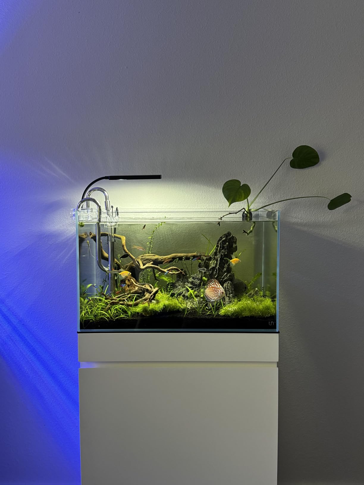 Ultum Nature Systems Ultra Clear Rimless Aquarium - Low Iron Glass Fish Tank with 45° Mitered Edges, 5mm-12mm Thick, Leveling Mat Included (5S, Shallow, 2 Gallon) customer photo 2