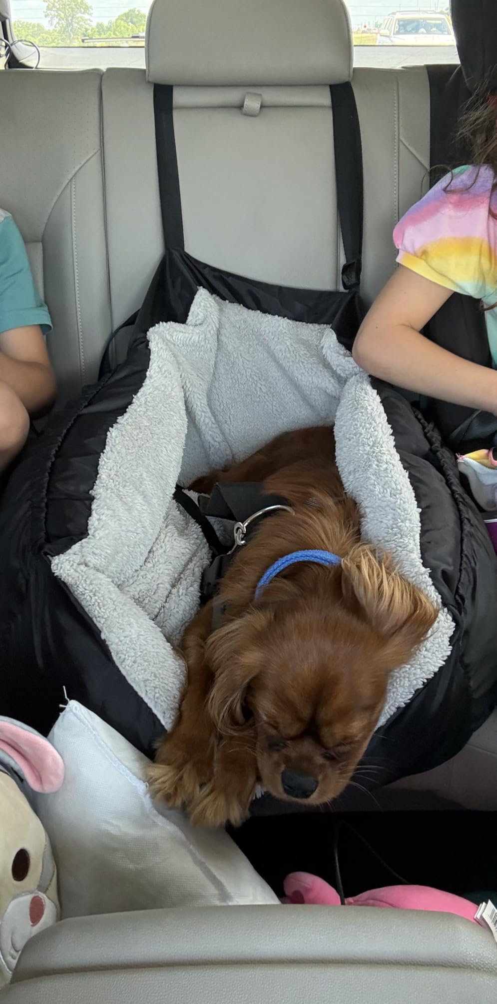 BurgeonNest Dog Car Seat for Small Dogs & Cats Under 25 lbs, Black customer photo 1