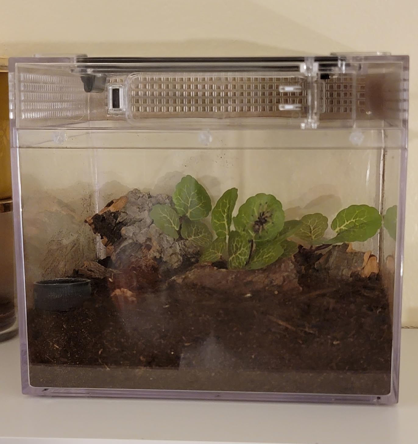 Reptile Growth Mini Reptile Terrarium, 12