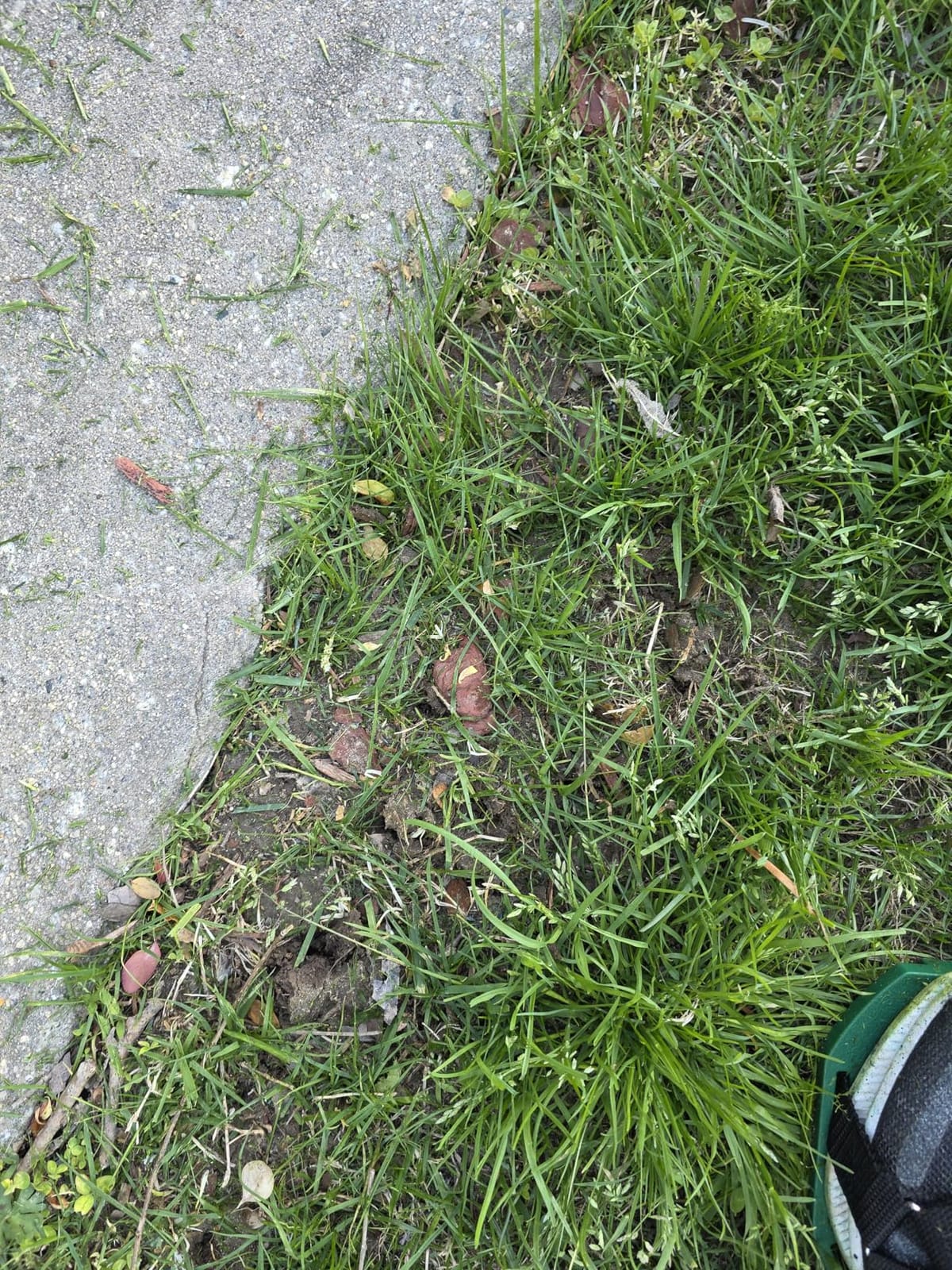 Ohuhu Lawn Aerator Shoes with Hook & Loop Straps, All New Unique Design Free-Installation Heavy Duty Spiked Aerating Sandals, One-Size-Fits-All for Yard Patio Lawn Garden customer photo 1