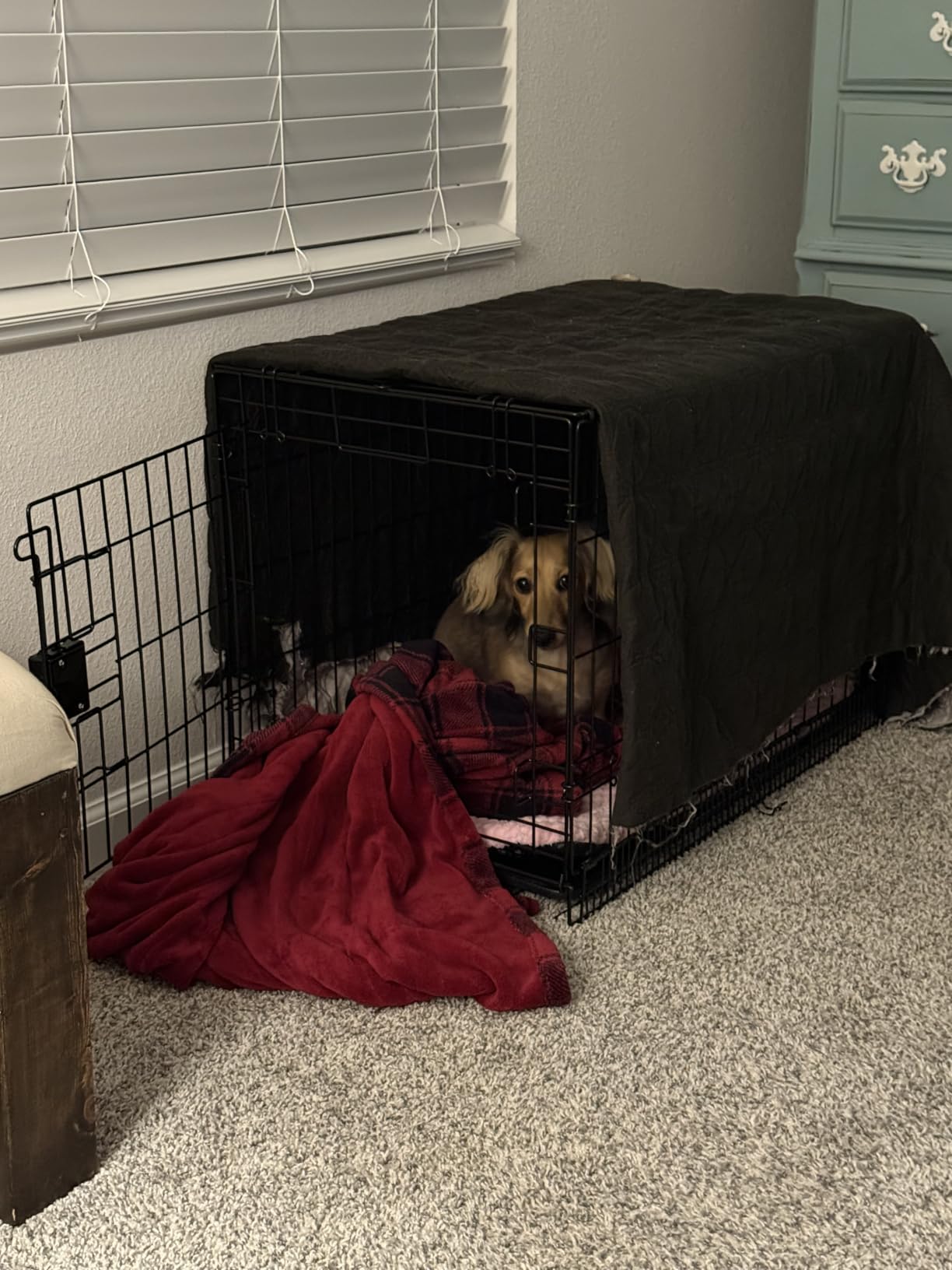 Amazon Basics Portable, Foldable Metal Wire Dog Crate with Removable Tray, Divider Panel, Easy to Assemble, for Large Dogs, 48 x 30 x 32.5 in, Black customer photo 2