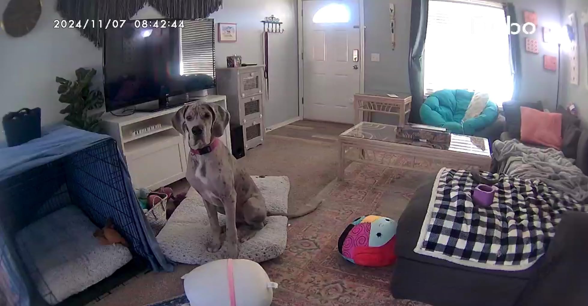 Furbo 360° Dog Camera [No Monthly Fee] | 360° Rotating Live View, Barking Alerts, Treat Toss, 2-Way Audio, Night Vision, Smart Home Puppy Monitoring, No AI Alerts customer photo 2