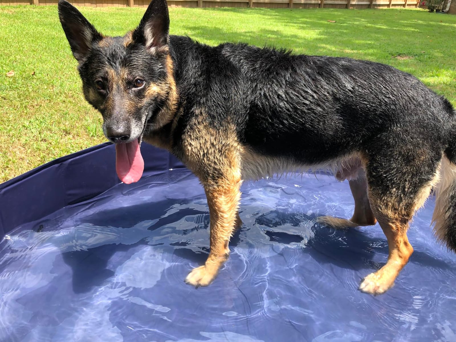 Niubya Foldable Dog Pool, Collapsible Plastic Dog Swimming Pool, 72x12in | Portable Bath Tub for Large Pets Dogs, Pet Wading Pool Indoor and Outdoor Use customer photo 1