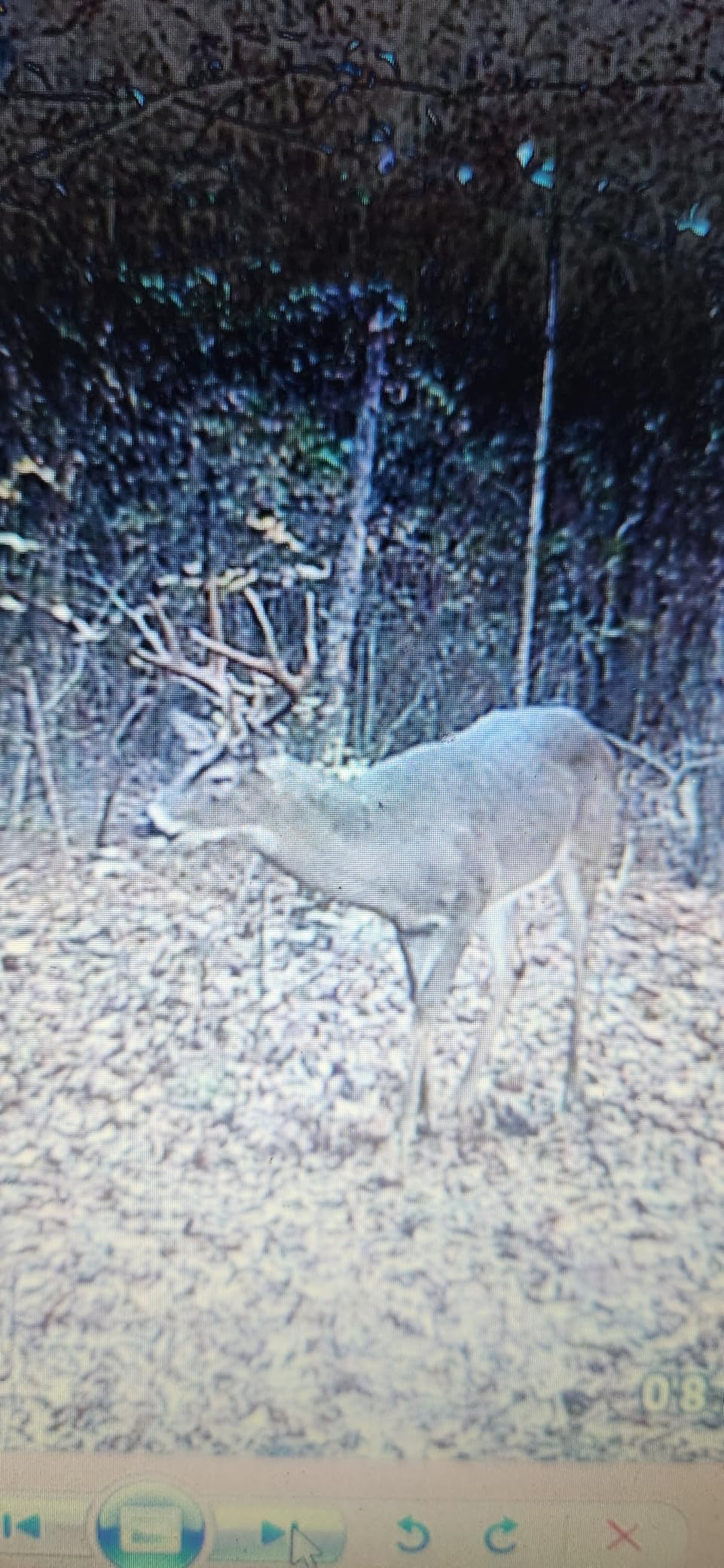 GardePro E5S Trail Camera (Non-Cellular, Non-WiFi), 64MP Photo & 1296P HD Video, 0.1s Trigger, 100ft No-Glow Night Vision, Motion Activated Wildlife Camera customer photo 1