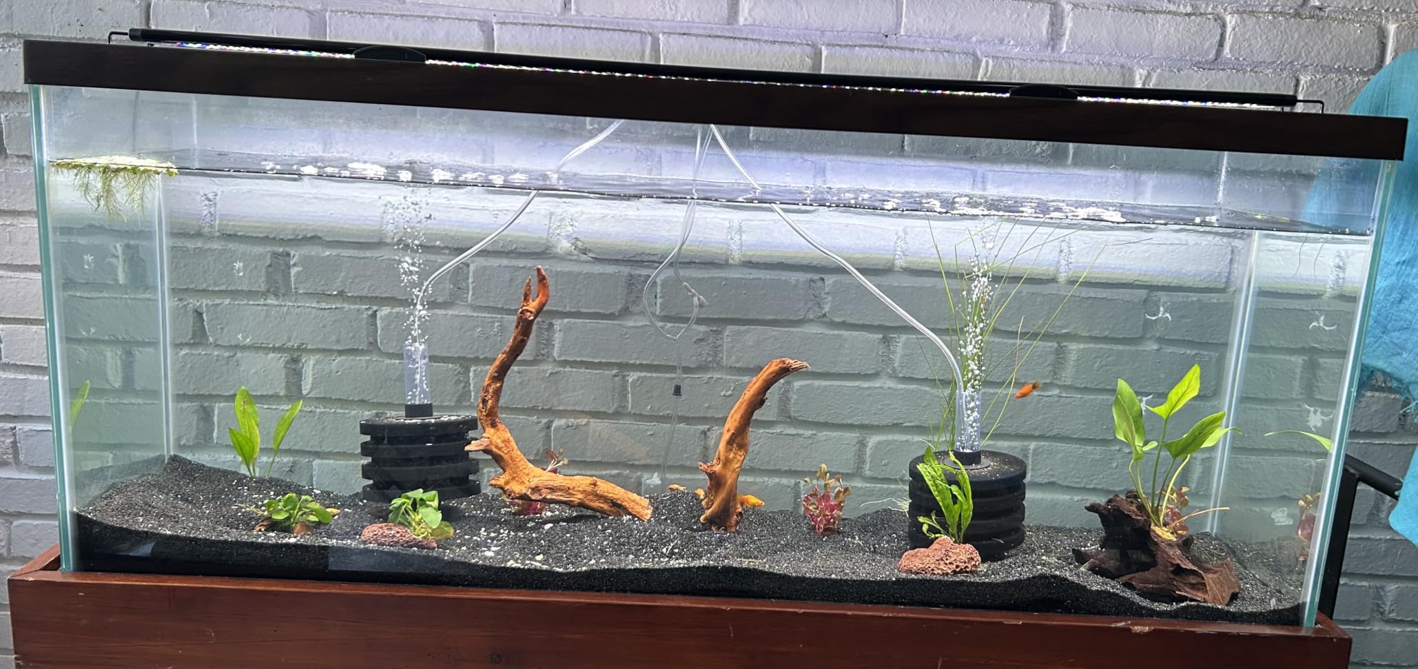 SEAOURA Led Aquarium Light for Plants - Full Spectrum Fish Tank Light 18-24'' | WRGBP Aquarium Plant Light with Timer for Freshwater Tank, 10 Brightness, Extend Brackets, Daylight, Moonlight, Auto On/Off customer photo 2