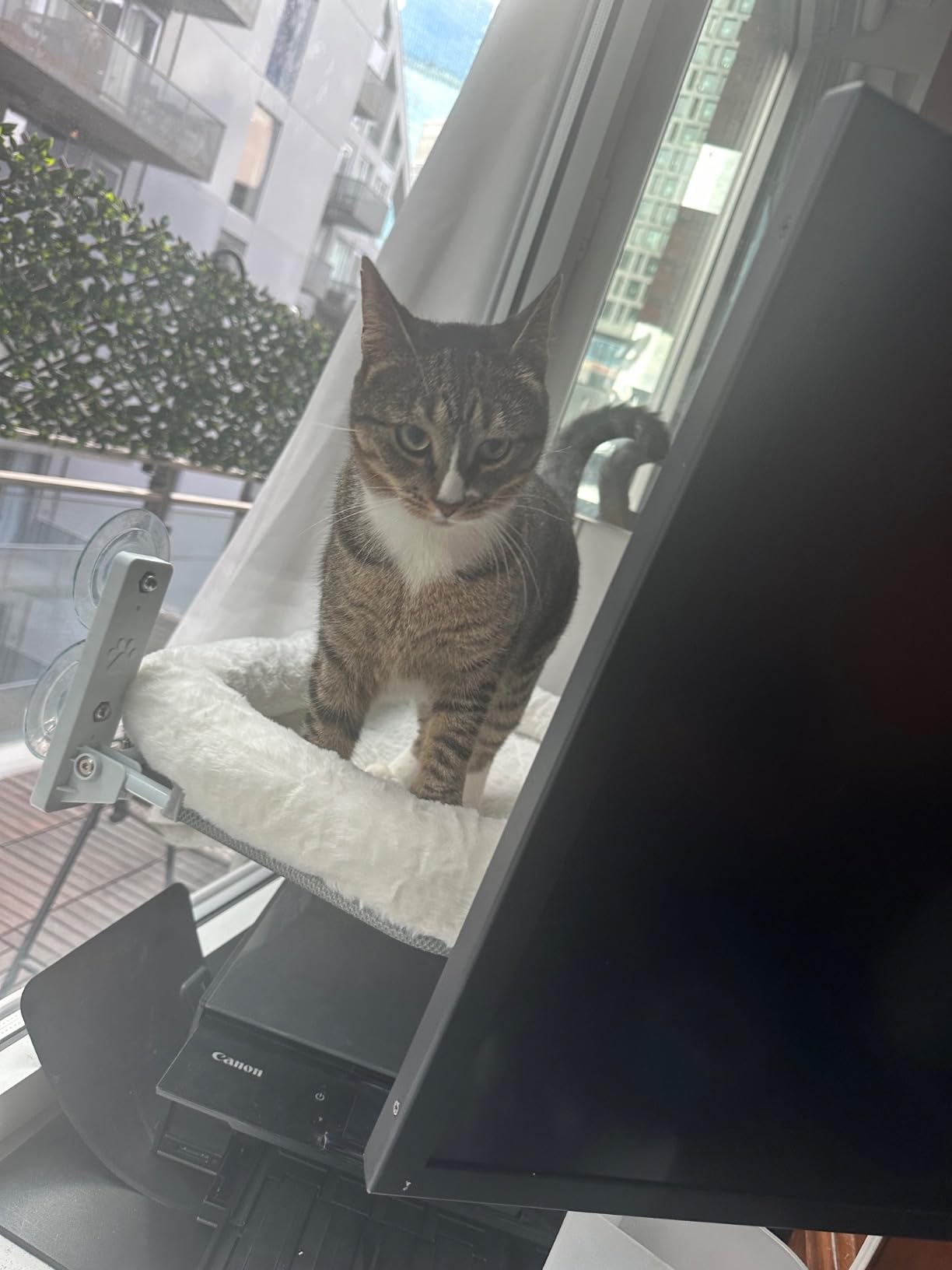 AMOSIJOY Cordless Cat Window Perch with Cushion Bed Metal Frame, L White | Soft Plush Reversible Cover, Machine Washable, Sturdy Cat Hammock Bed with 4 Strong Suction for Large Cats customer photo 2