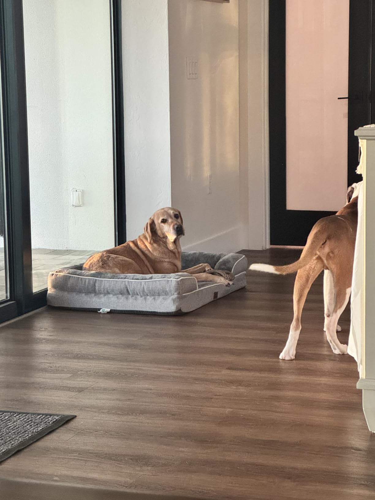 EHEYCIGA Orthopedic Dog Beds Large Sized Dog, Waterproof Memory Foam Pet Bed with Sides, Non-Slip Bottom Large Pet Bed with Washable Removable Cover, Grey | Non-Slip Bottom and Egg-Crate Memory Foam XL Dog Couch Bed with Washable Removable Cover, Grey customer photo 2