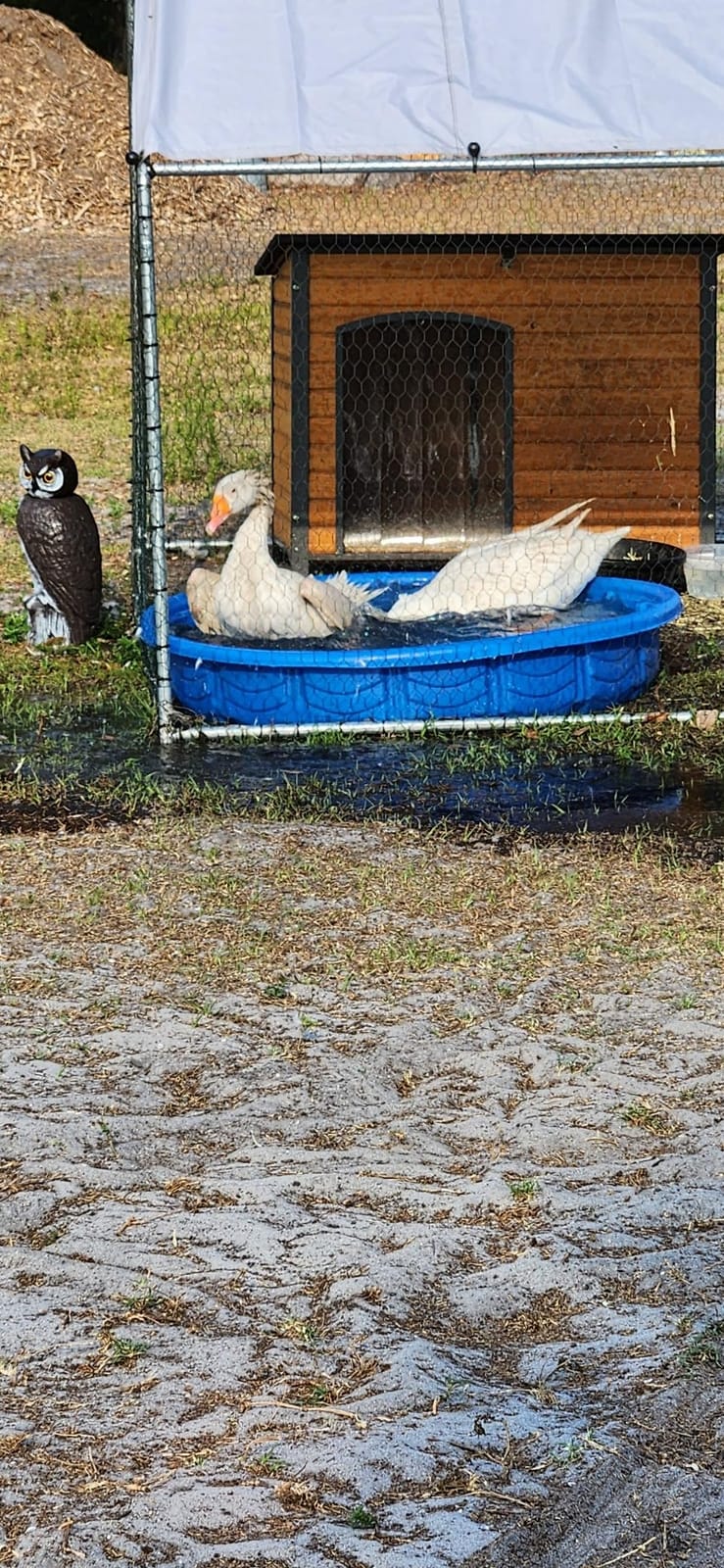 Aivituvin Insulated Dog House Outdoor & Indoor Wooden Dog Kennel for Winter with Raised Feet Weatherproof for Small & Medium & Large Dogs, Unique All-Around Iron Frame customer photo 1