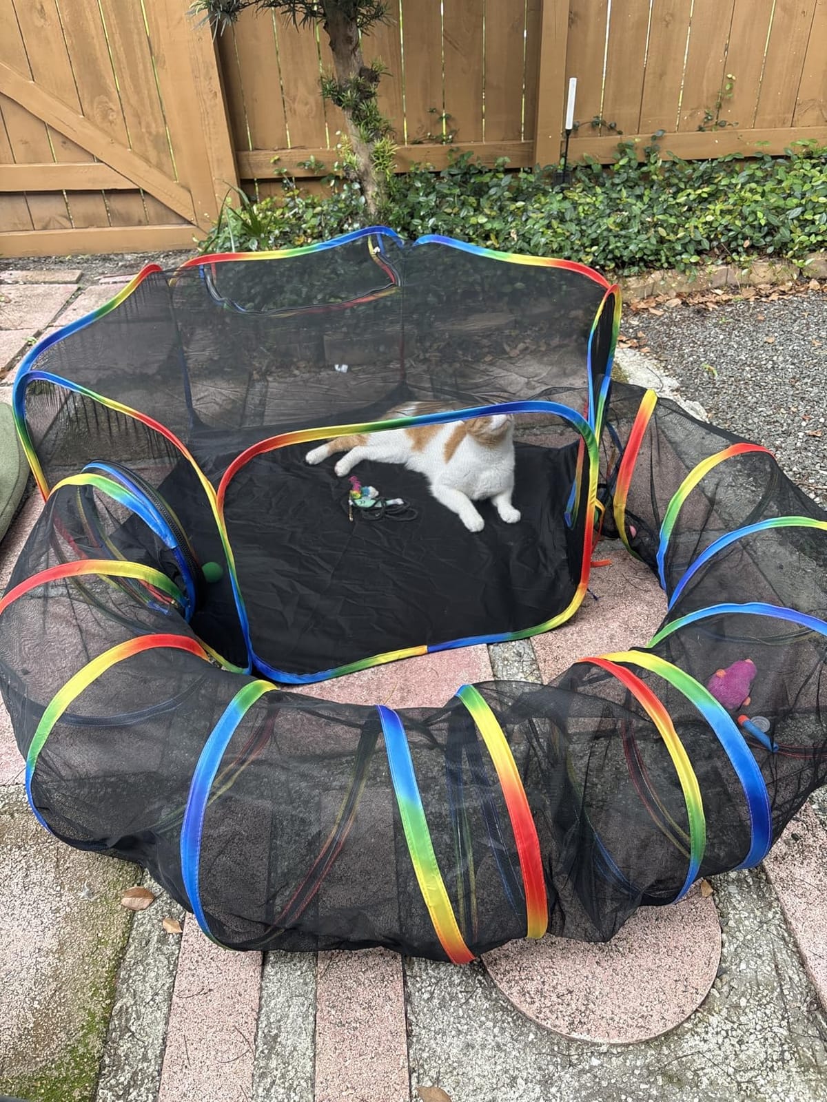 Portable Cat Enclosure - 2-in-1 Outdoor Catio with Tent & Tunnel, Foldable Playpen for Indoor Cats, Includes Storage Bag for Cats & Small Animals Rainbow Color customer photo 1