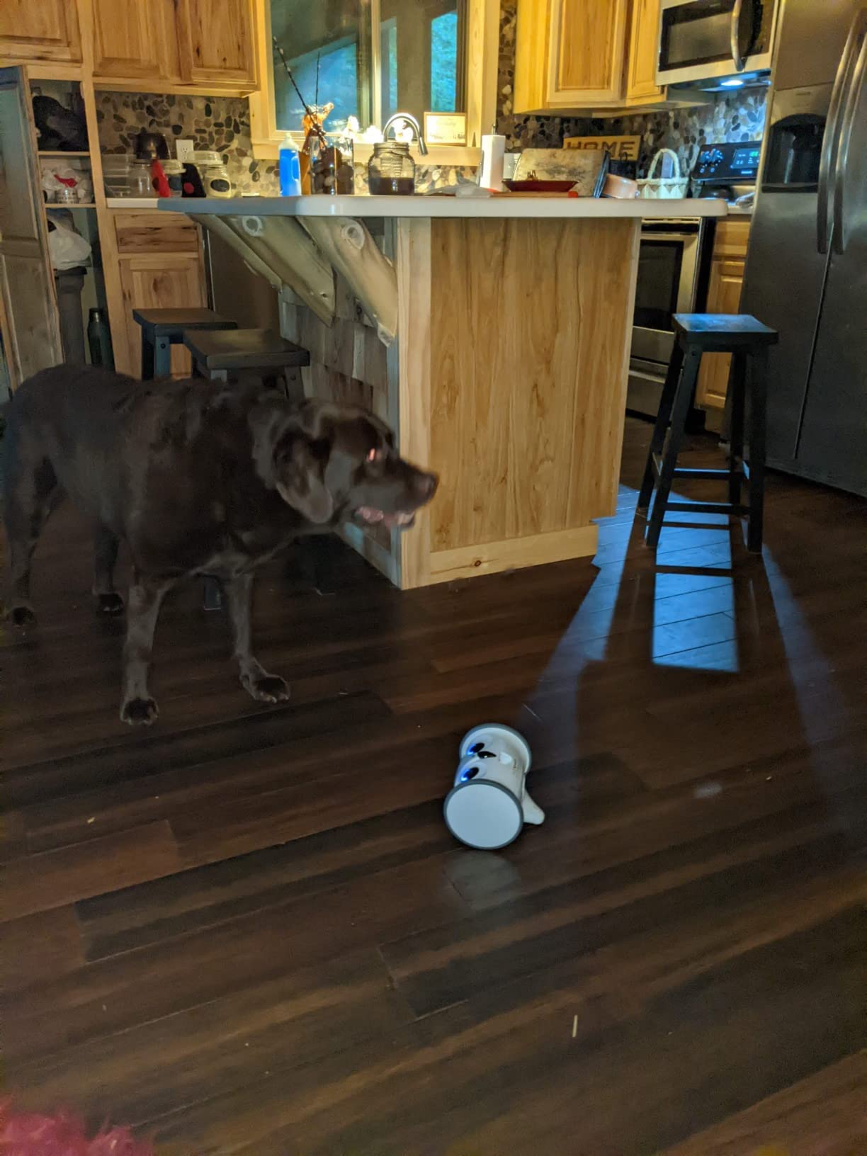 Owl Robot, Pet Camera Treat Dispenser Interactive Toy for Dogs Cats with Remote Phone App Control customer photo 1