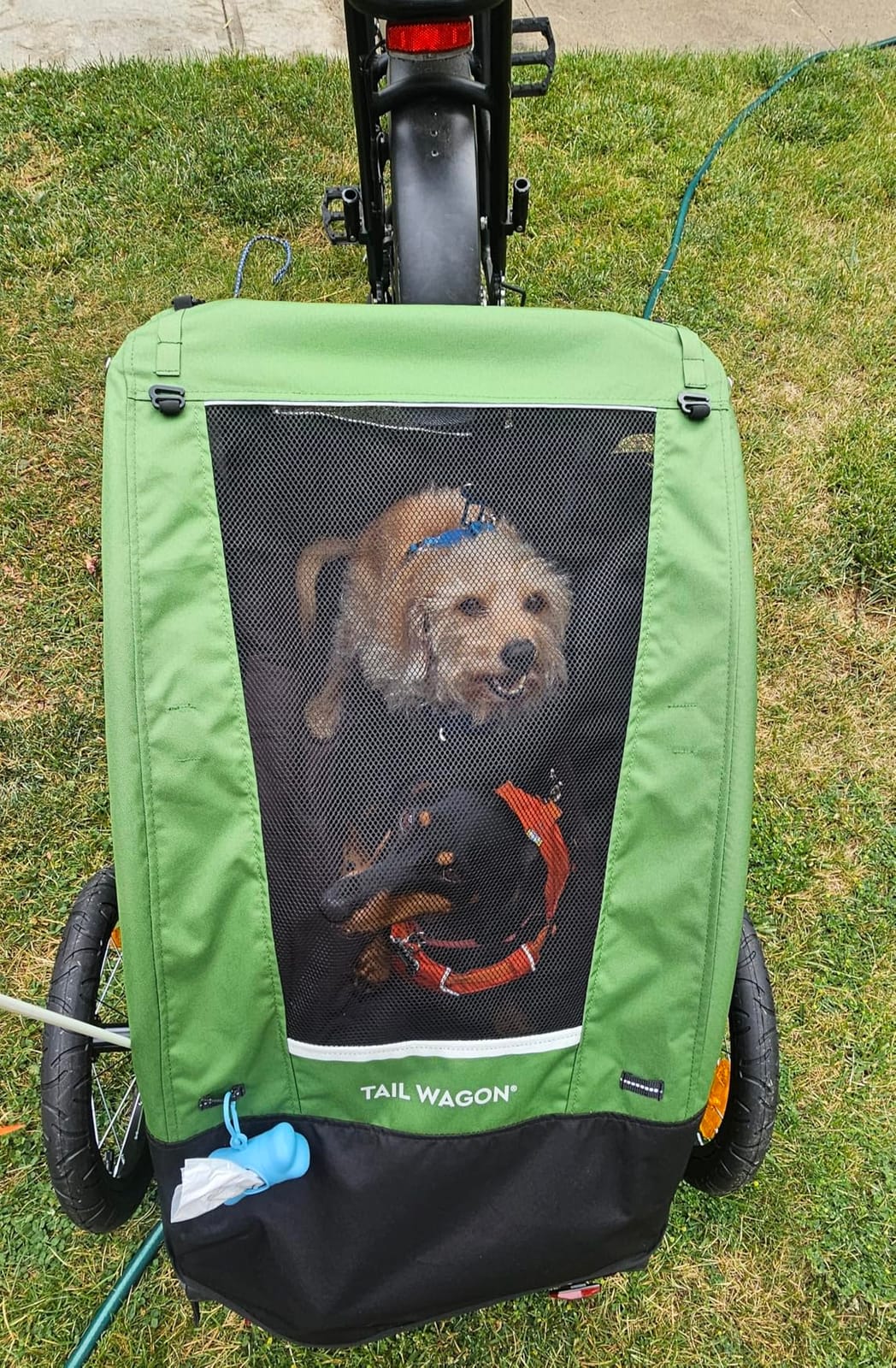 Burley Tail Wagon | Lightweight Dog Bike Trailer with Mesh Windows, Removable Floor & Low-Clearance Entry customer photo 2