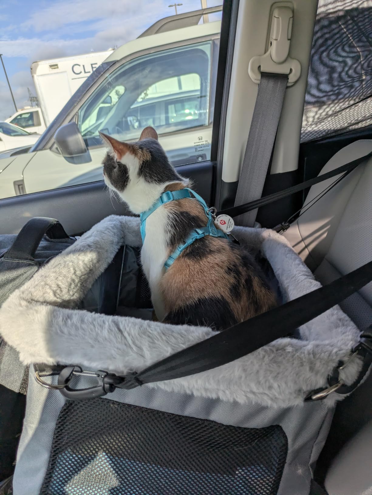 JOEJOY Deluxe Dog Booster Seat with Sturdy Metal Frame and Safety Leash for Small Pets up to 20 lbs - Portable Puppy Dog Car Seat with Thick Cushion and Storage Pockets for Small Dogs customer photo 1