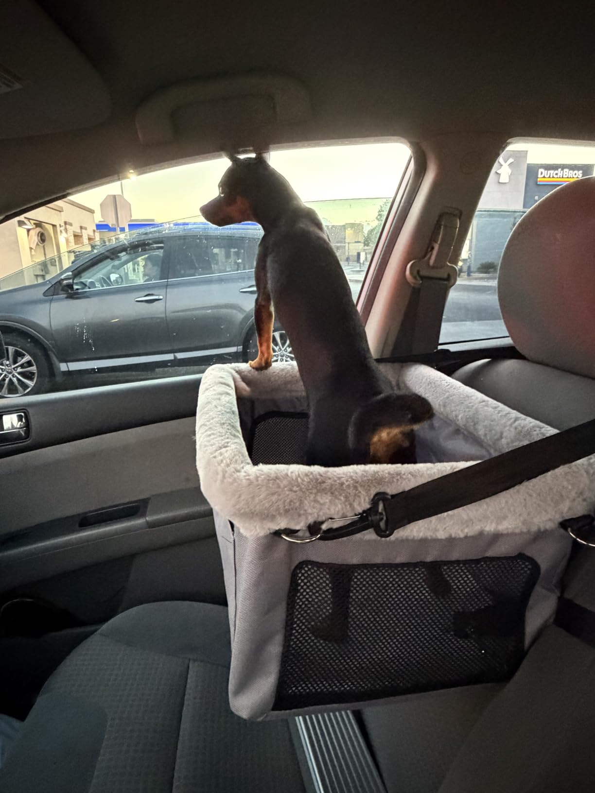 JOEJOY Deluxe Dog Booster Seat with Sturdy Metal Frame and Safety Leash for Small Pets up to 20 lbs - Portable Puppy Dog Car Seat with Thick Cushion and Storage Pockets for Small Dogs customer photo 2