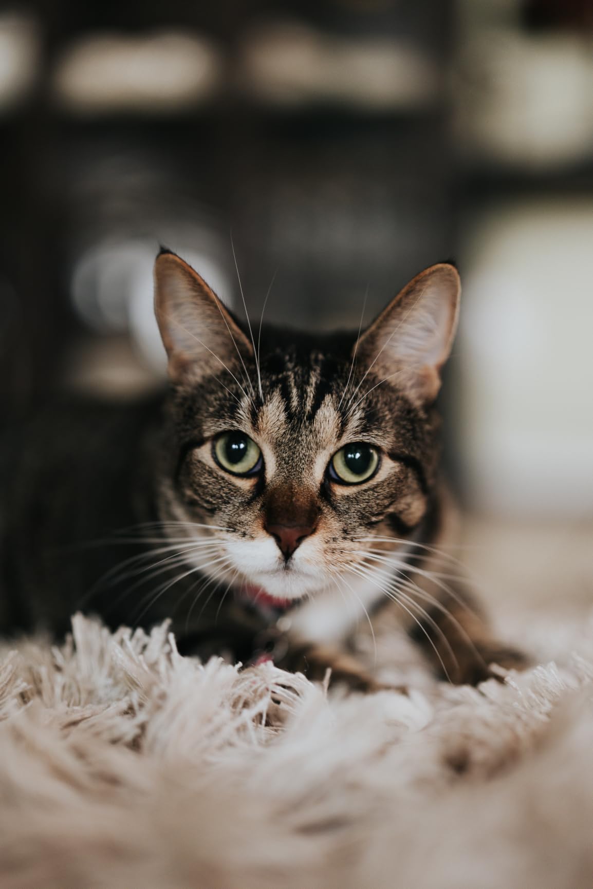 Sony FE 50mm F1.4 GM Lens (Sony E) customer photo 1