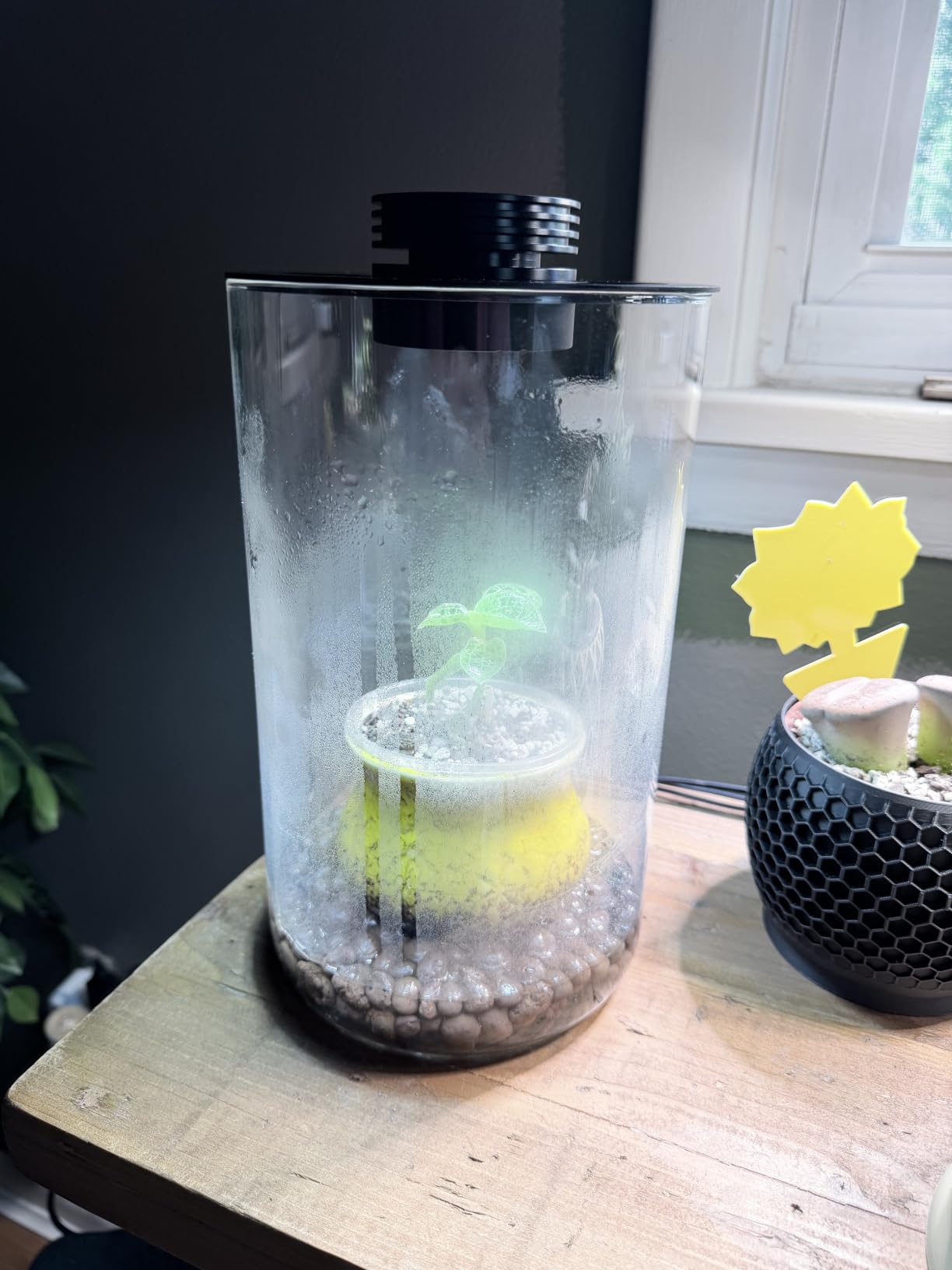Desktop Glass Plant Terrarium with Grow Light (H:9.8