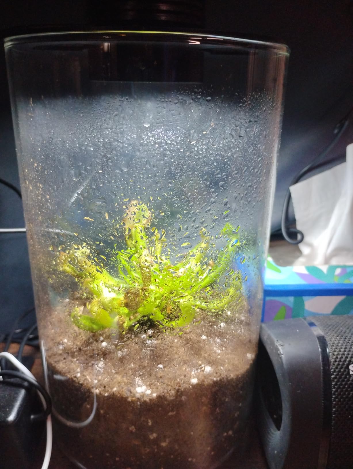 Desktop Glass Plant Terrarium with Grow Light (H:9.8