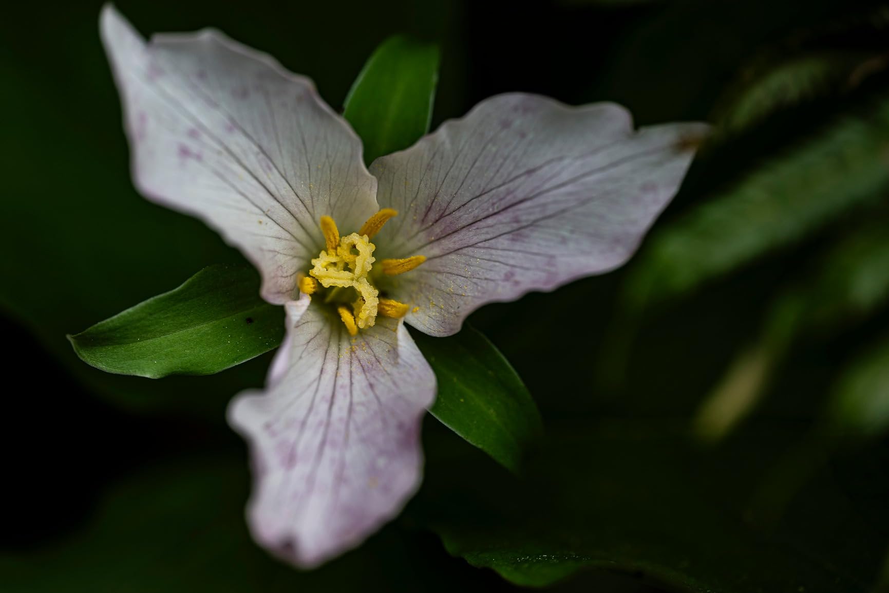 Nikon Z 8 | Professional Full-Frame Mirrorless Stills/Video Hybrid Camera | Nikon USA Model customer photo 1