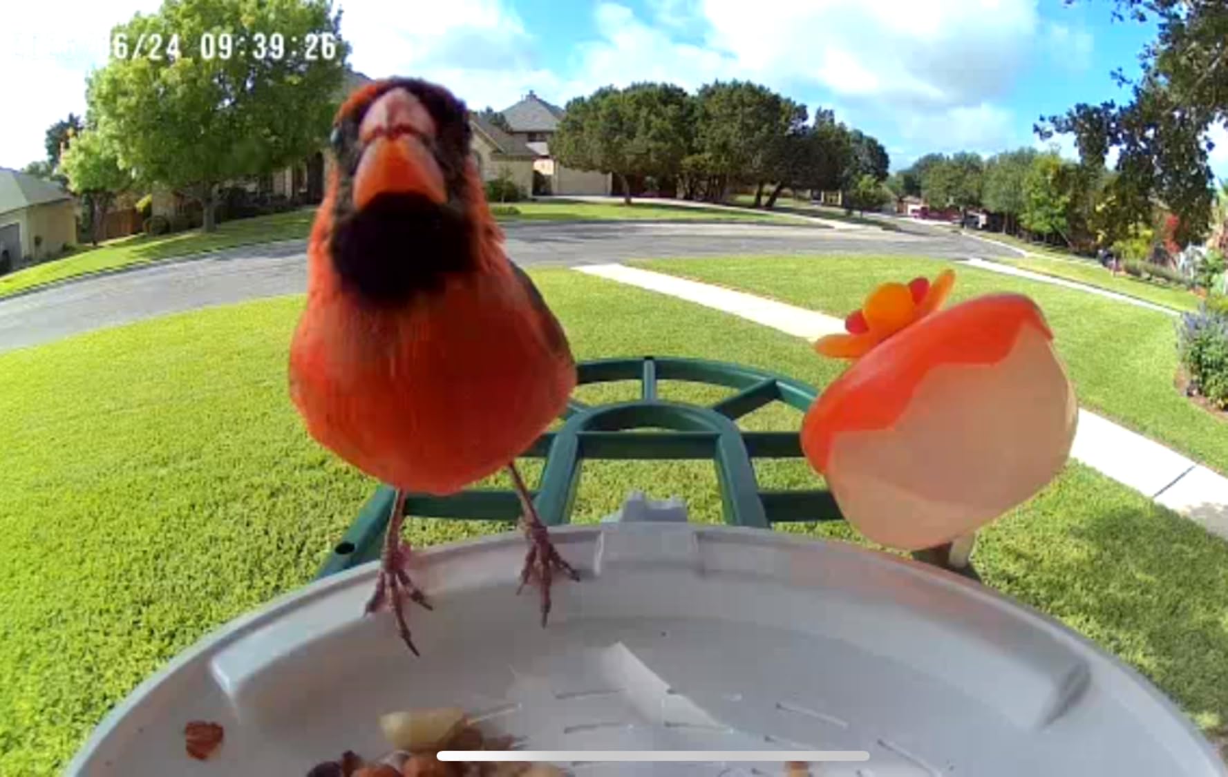 HARYMOR Bird Feeder with Camera with AI Identify Birds Species Solar Powered, Smart Bird House with Cam, 2K HD Video Live Stream, Instant Arrival Alerts - Green customer photo 2