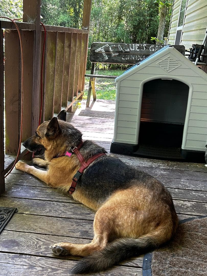 FDW | Dog House | 28