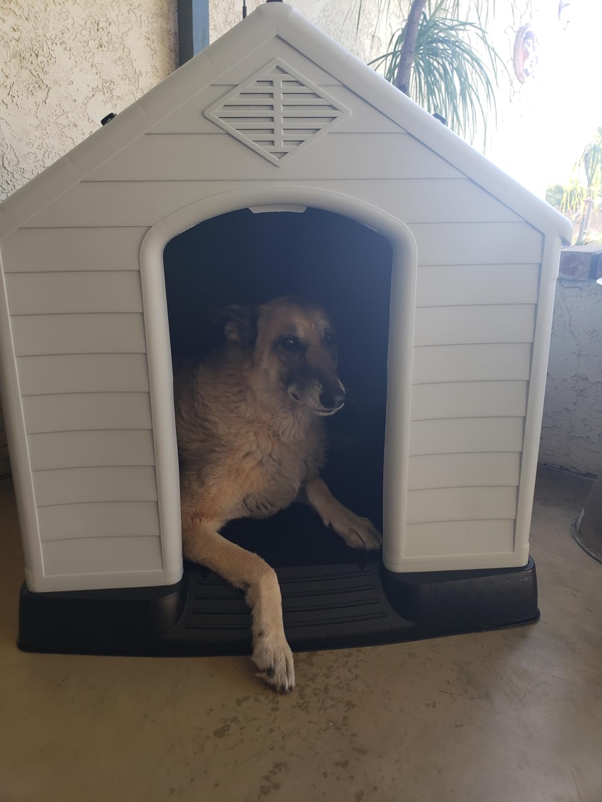 FDW | Dog House | 28