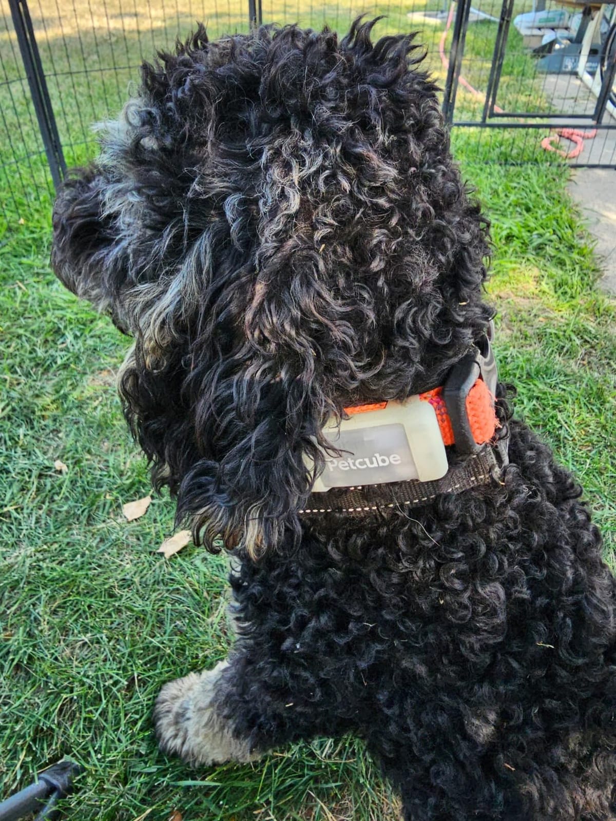 Petcube GPS Tracker for Dogs - Real-Time GPS Tracking & Escape Alerts | Virtual fences, activity & wellness monitoring, glow-in-the-dark, water & dust resistant customer photo 2
