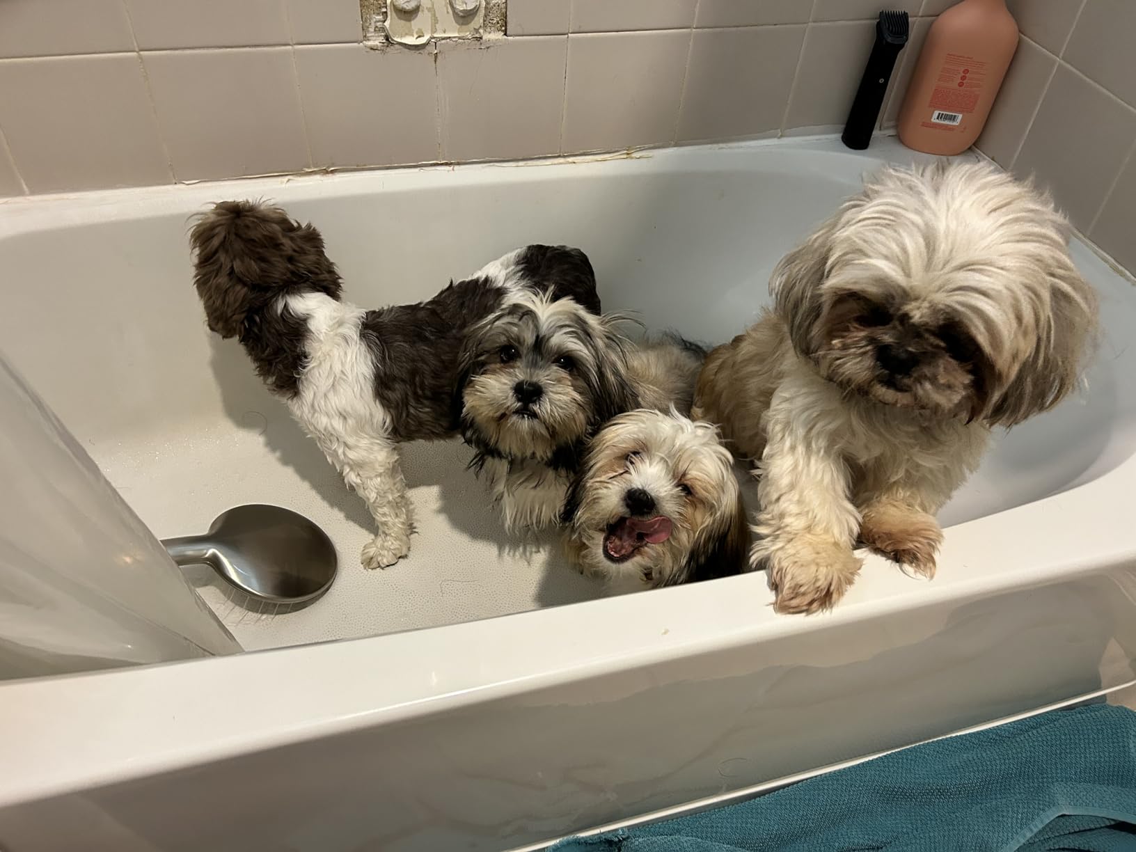 Wahl Power Pro Lithium Ion Rechargeable Cordless Dog Grooming Clipper Kit | Heavy Duty Cordless Electric Dog Clippers For Grooming Thick Coats At Home - Model 3024675 customer photo 1