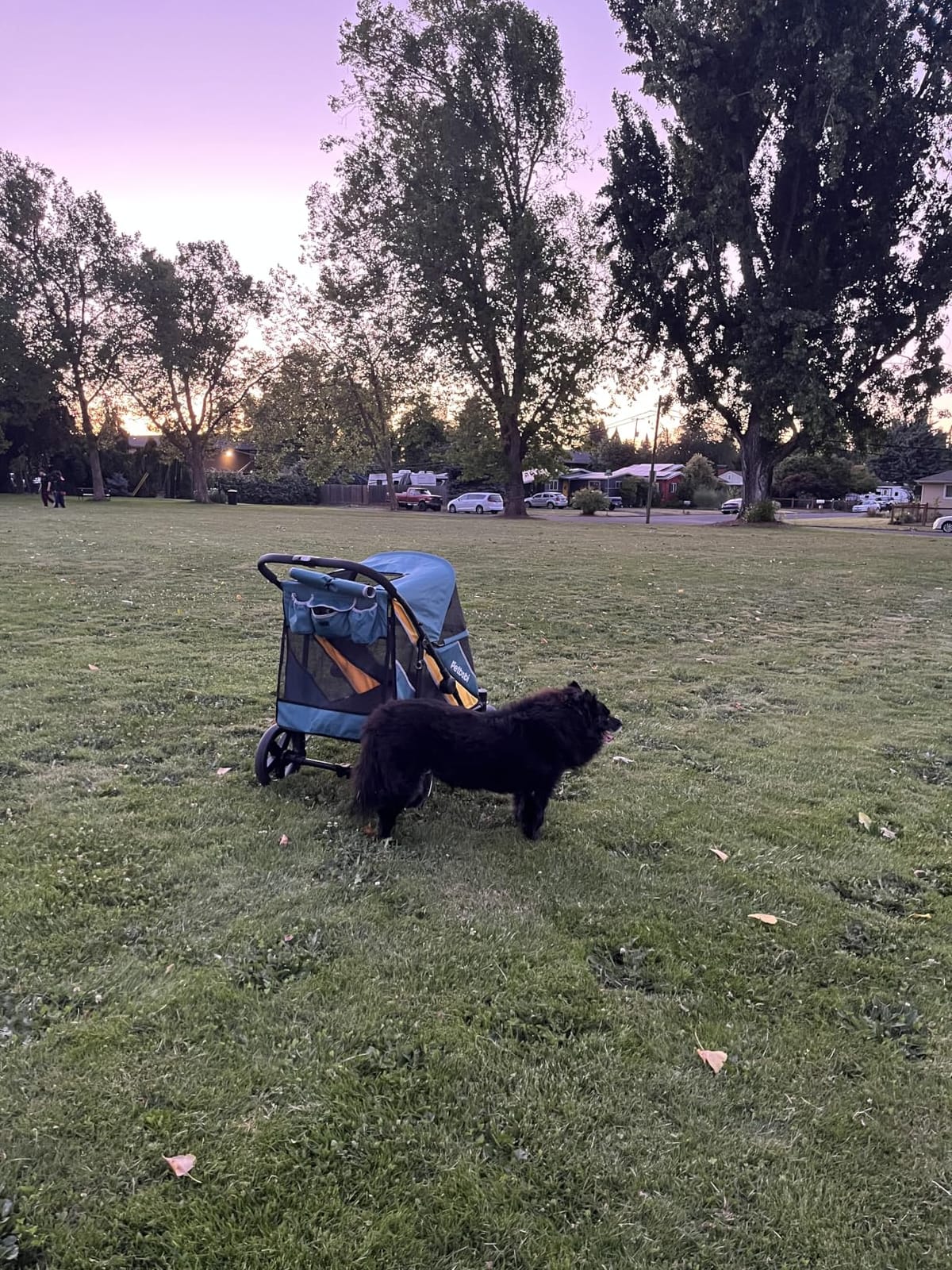 Petbobi Dog Stroller for Large Medium Dogs up to 80 lbs, Dual Entry | One-Hand Fold, One-Foot Brake, All Terrain 360 Swivel Front Wheel, Heavy Duty Air Mesh Wagon, Low Step-In for Senior Pets customer photo 2